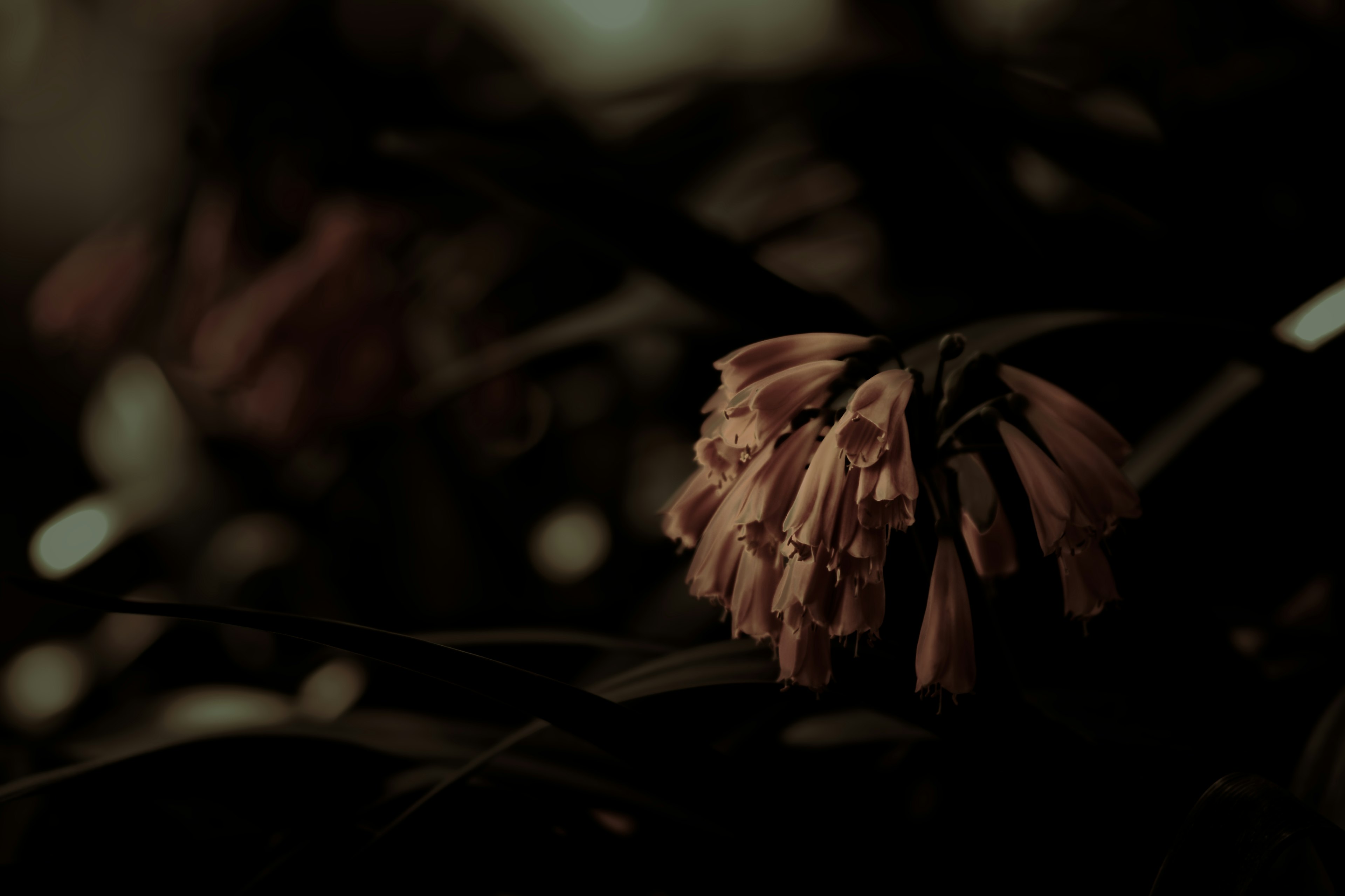 Orange flower blooming against a dark background with green leaves