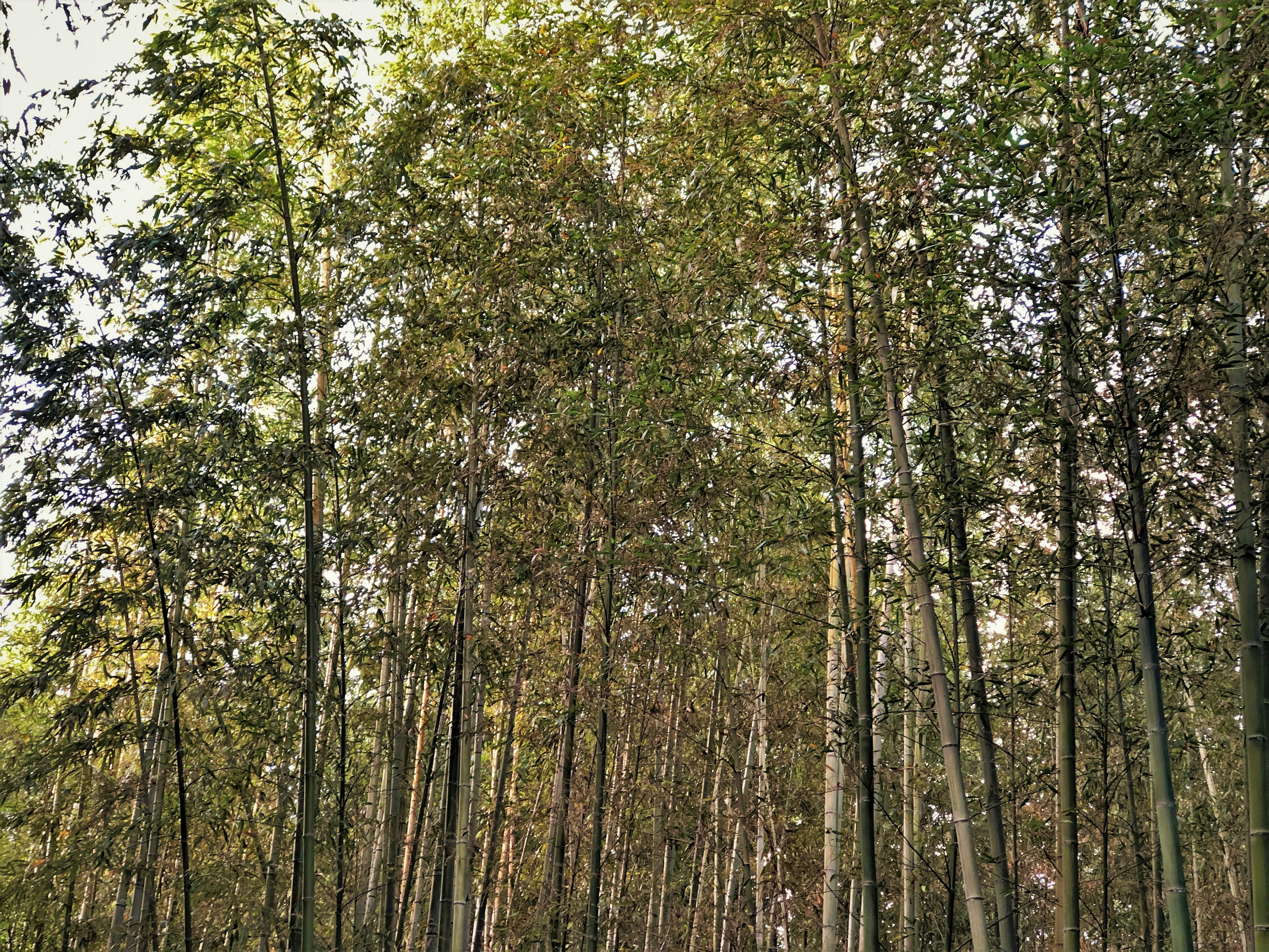 Arbres de bambou élevés dans un cadre forestier serein