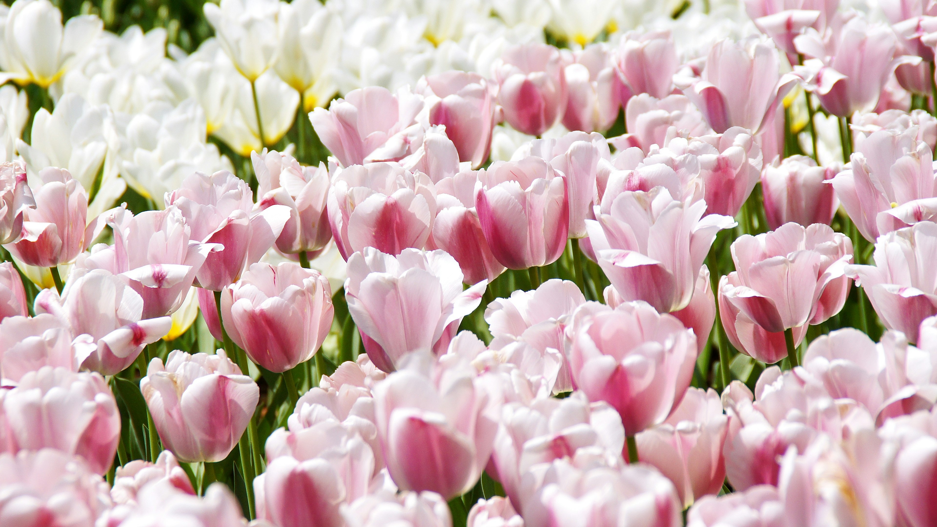 Feld mit rosa und weißen Tulpen