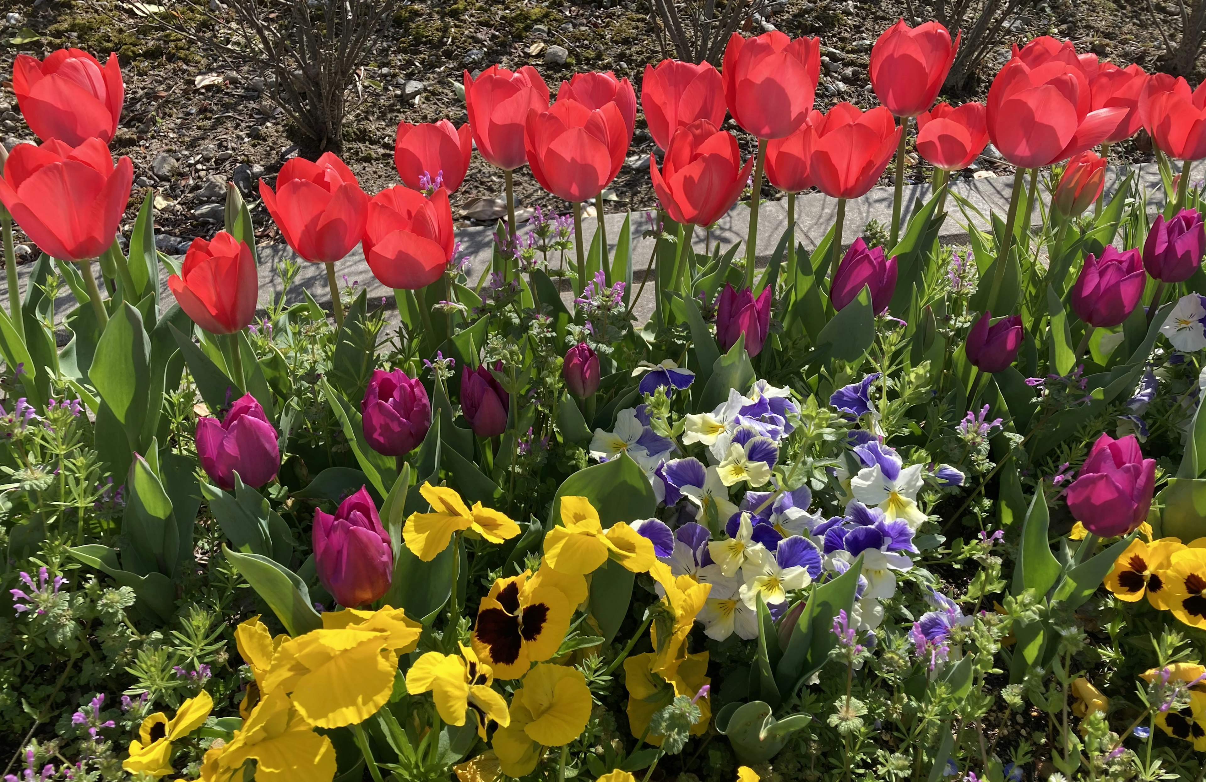 色とりどりの花々が咲く花壇 赤いチューリップと紫や黄色のパンジーが混ざり合う