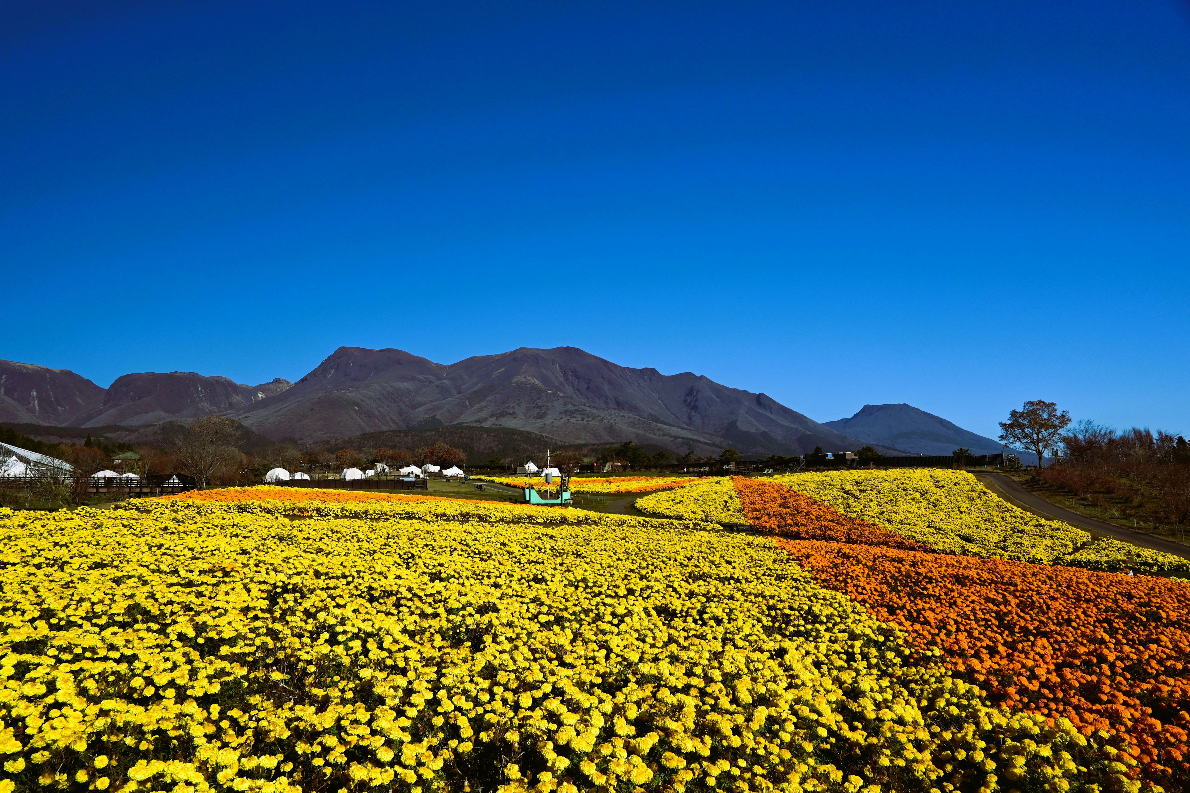 鮮やかな黄色とオレンジの花畑と青い空の風景