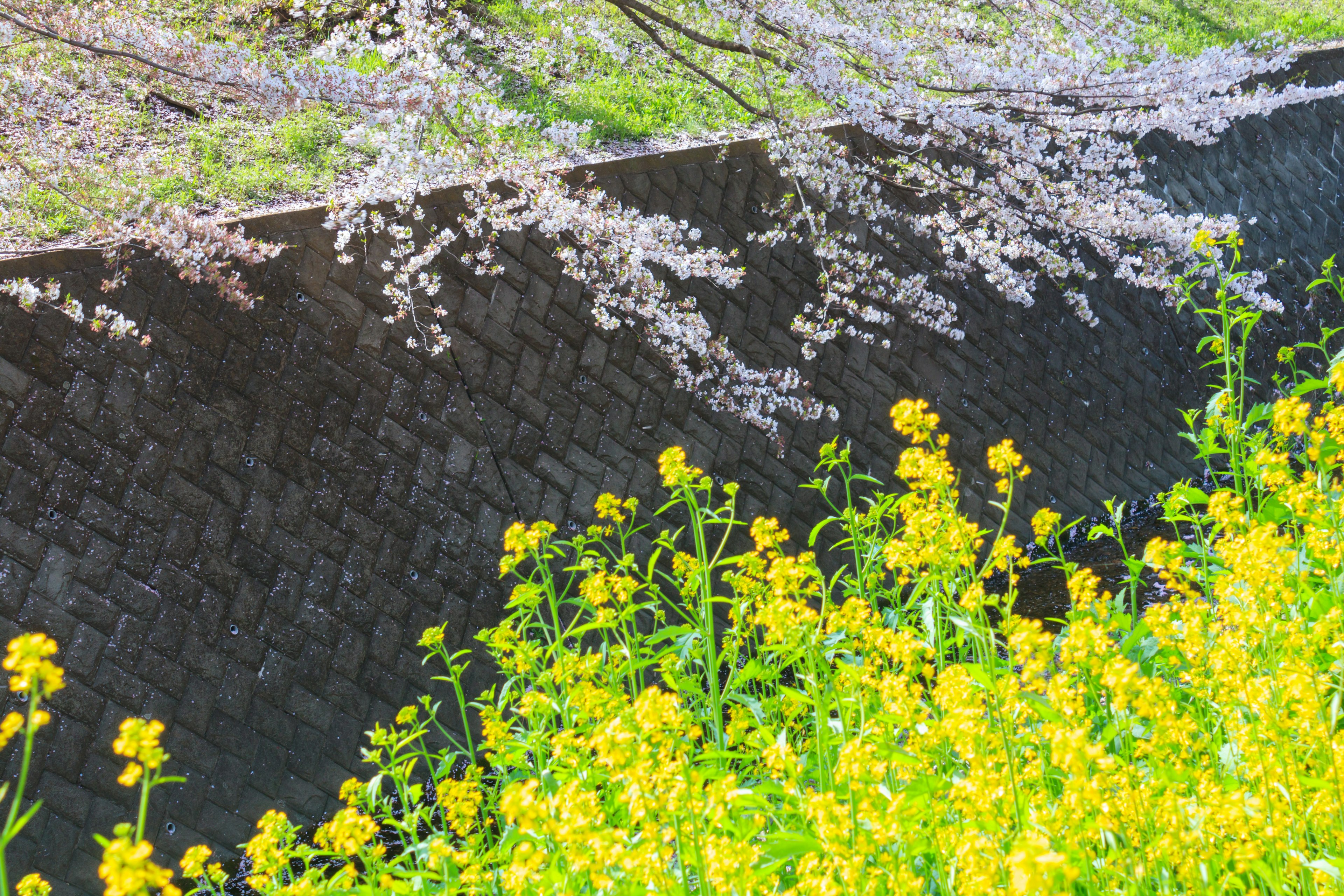 Yellow flowers by the water with cherry blossom reflections