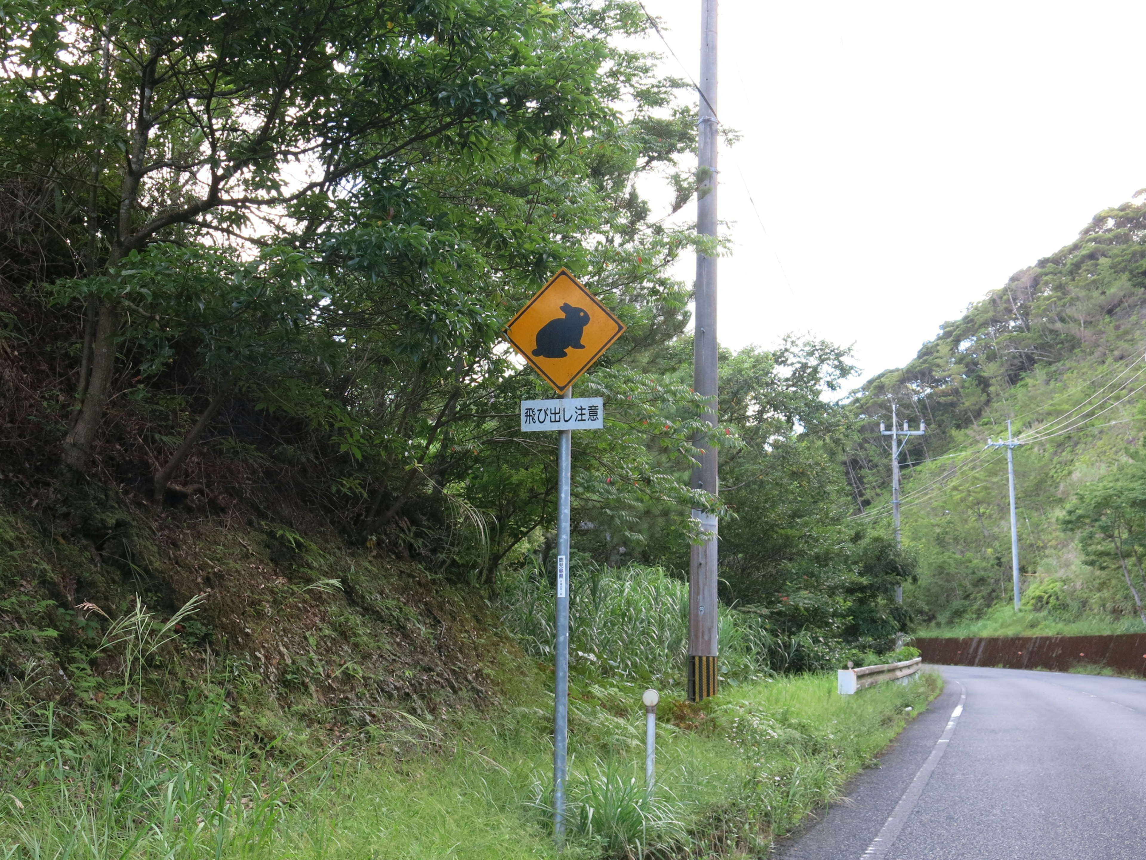 Curved road sign with lush greenery surrounding