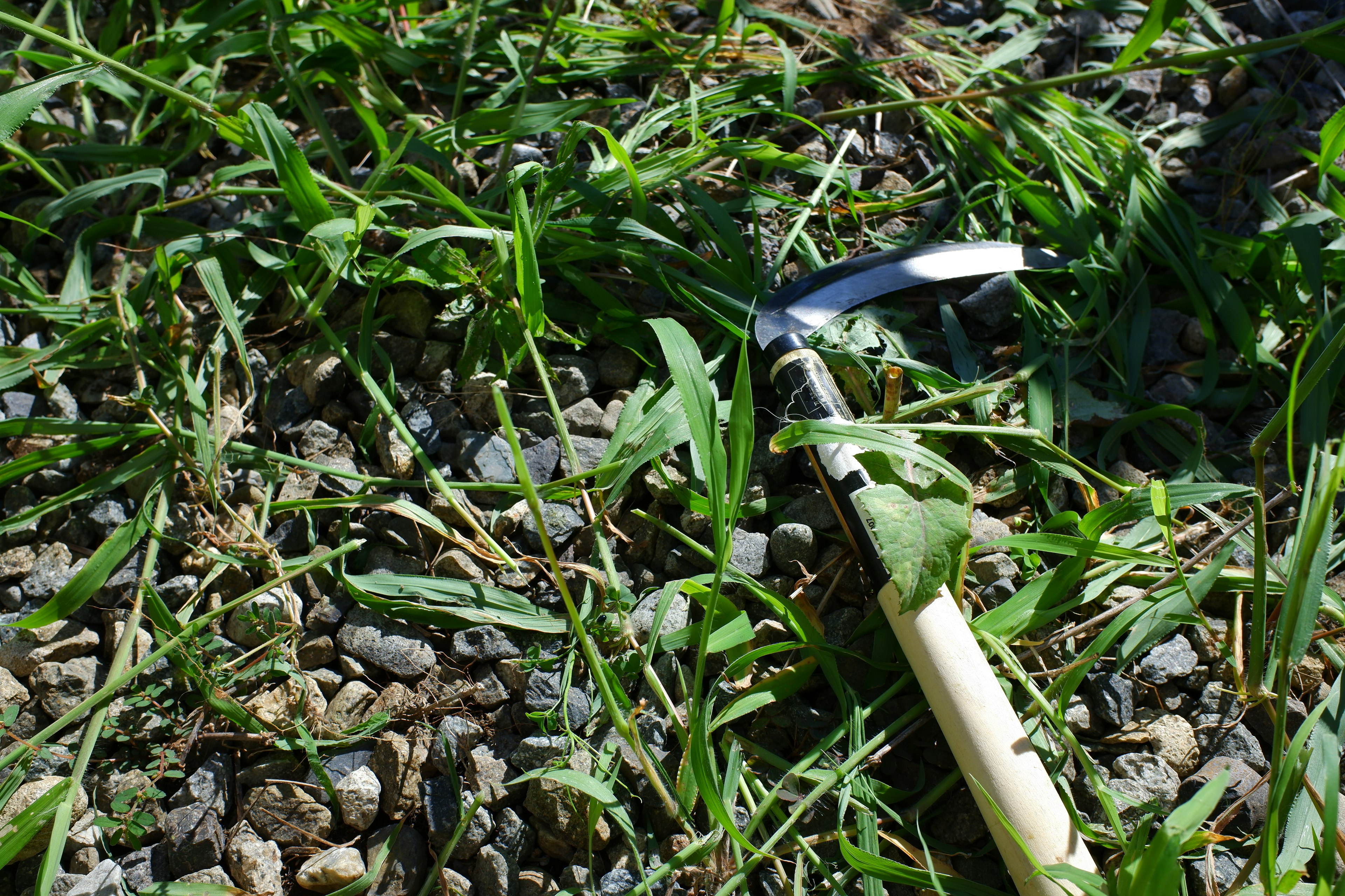 Hand tool hoe resting on grass and gravel