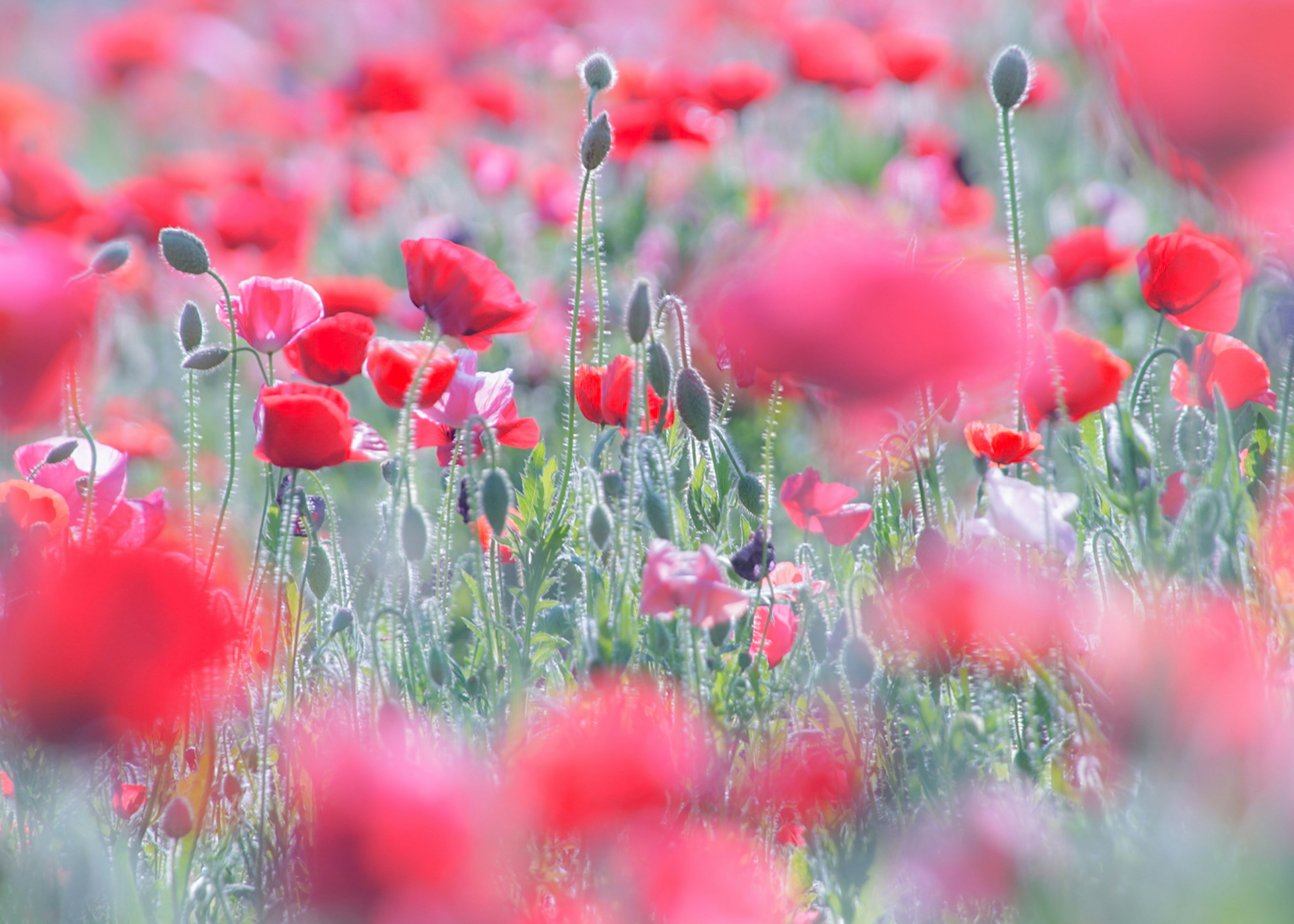 A beautiful landscape of colorful poppies blooming in a field