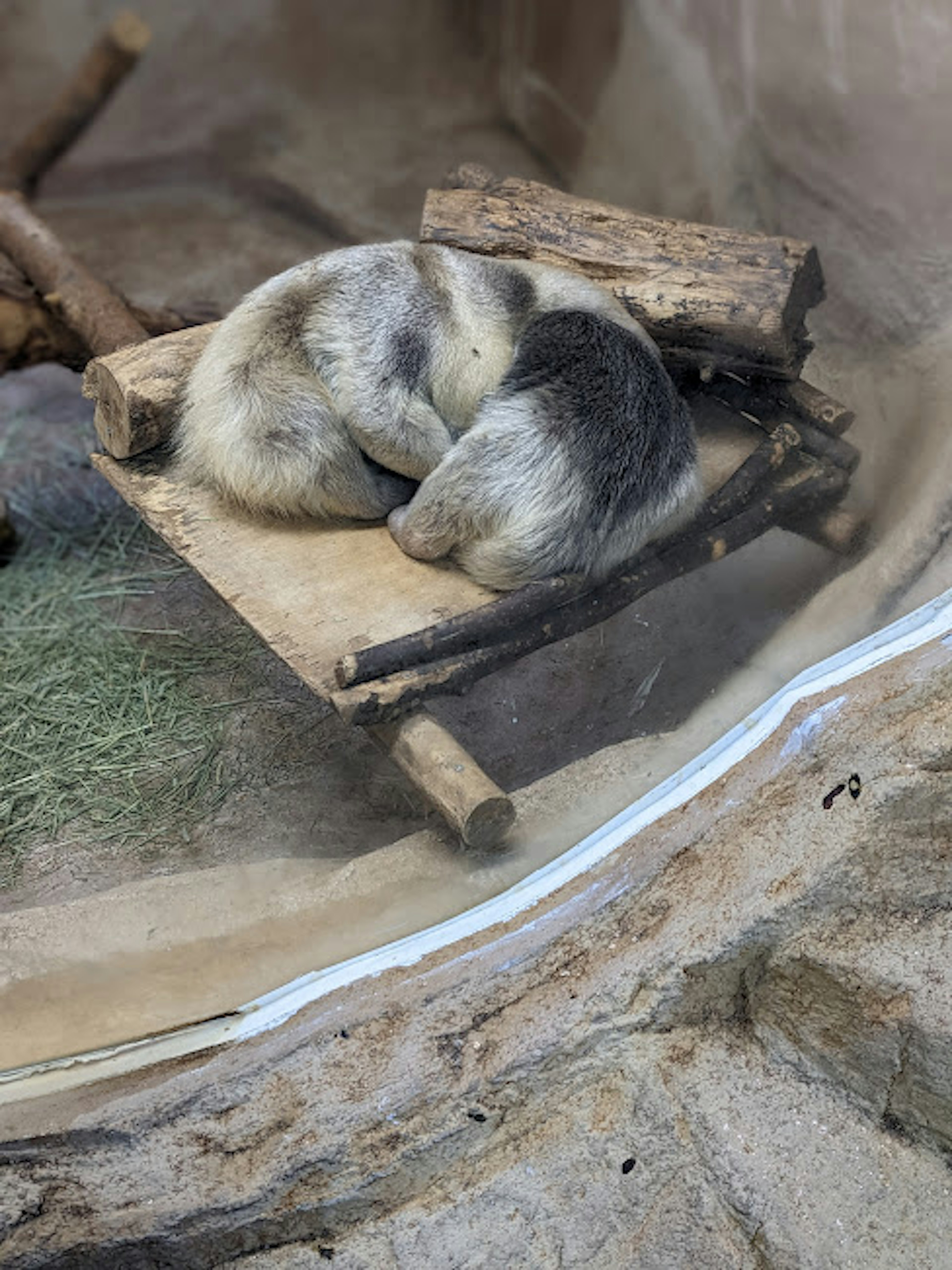 Two animals curled up sleeping on a wooden platform