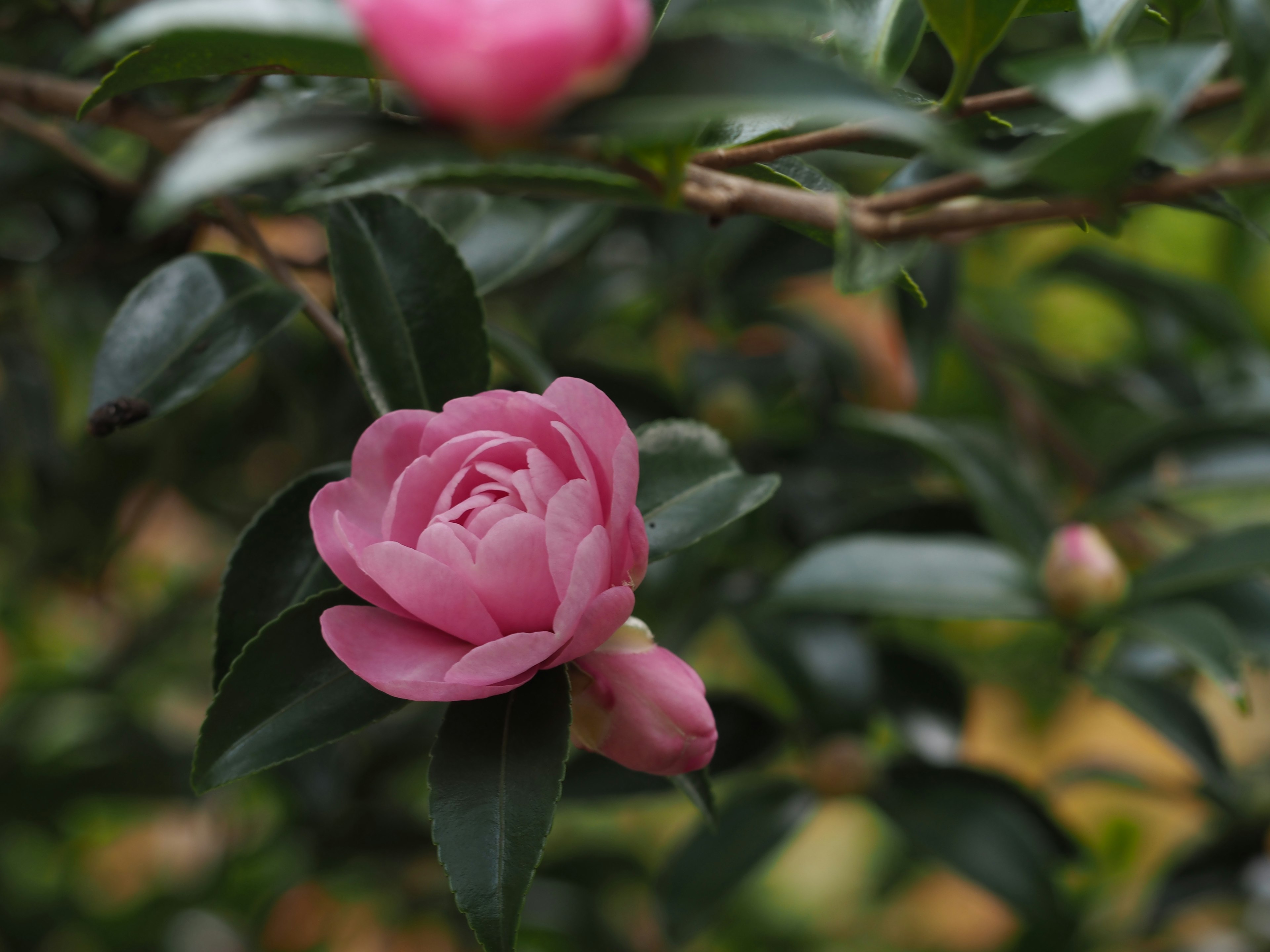 Acercamiento a una flor de camelia rosa rodeada de hojas verdes