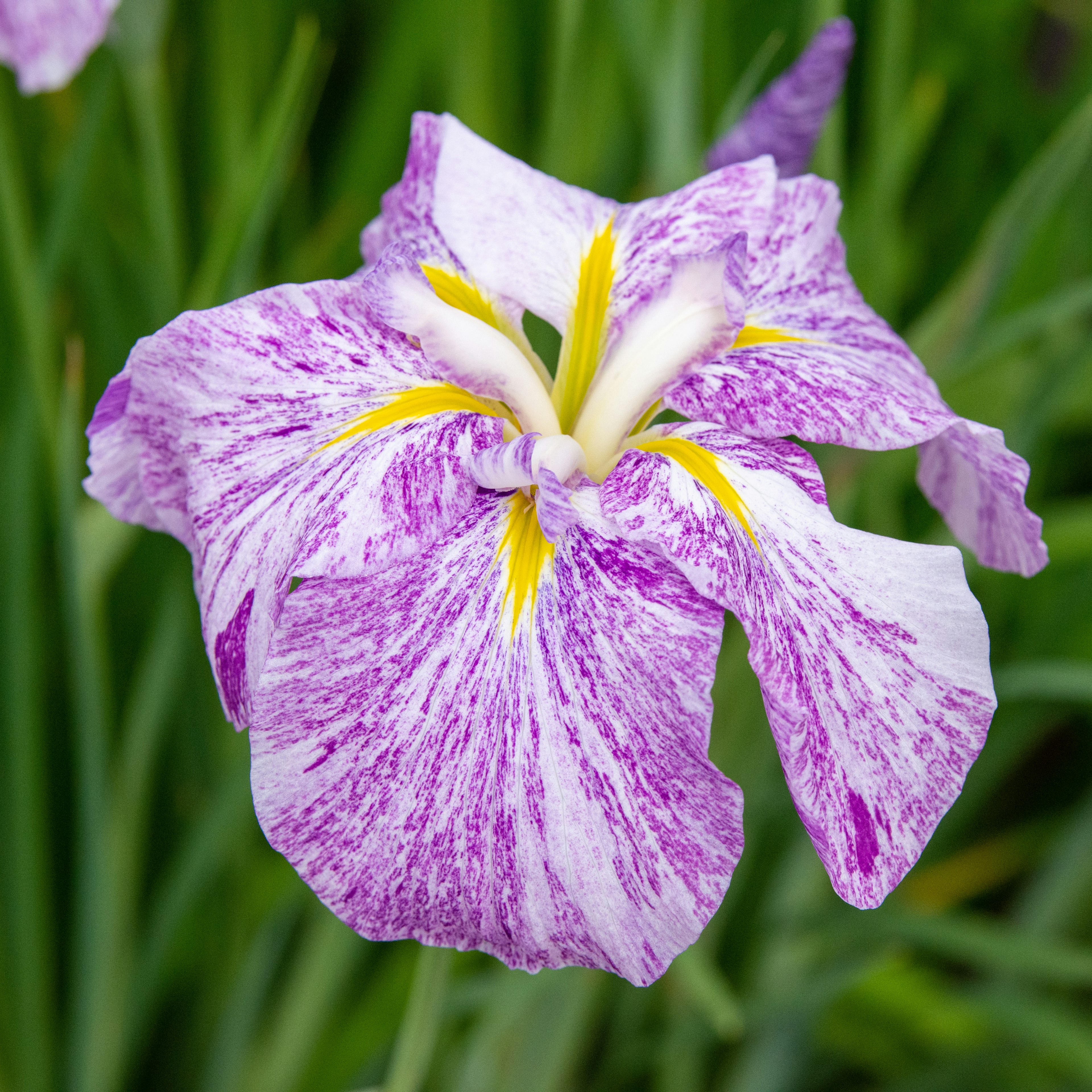 紫と白のストライプ模様の花弁を持つアイリスの花