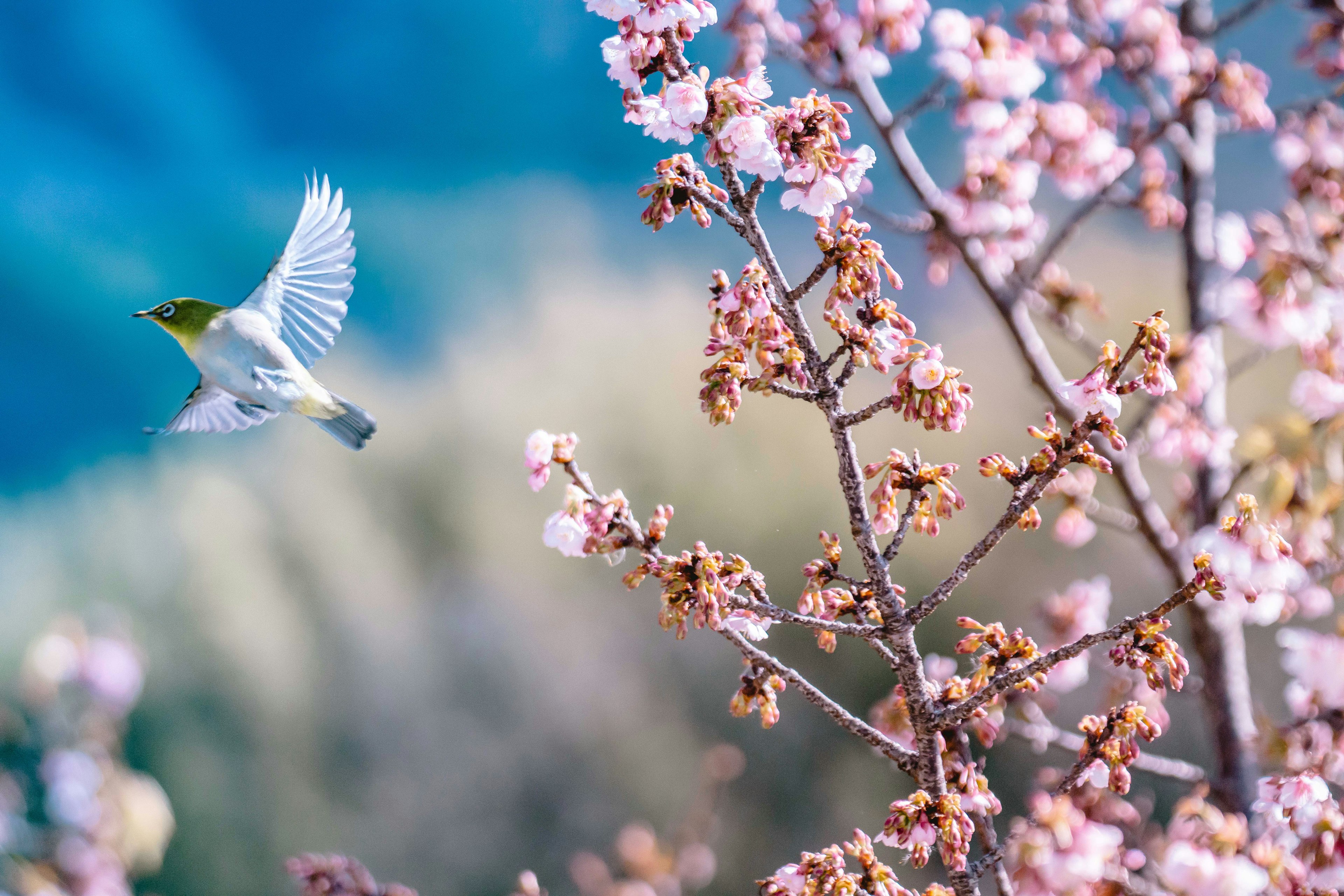 Un petit oiseau volant près des branches avec des fleurs de cerisier en fleurs