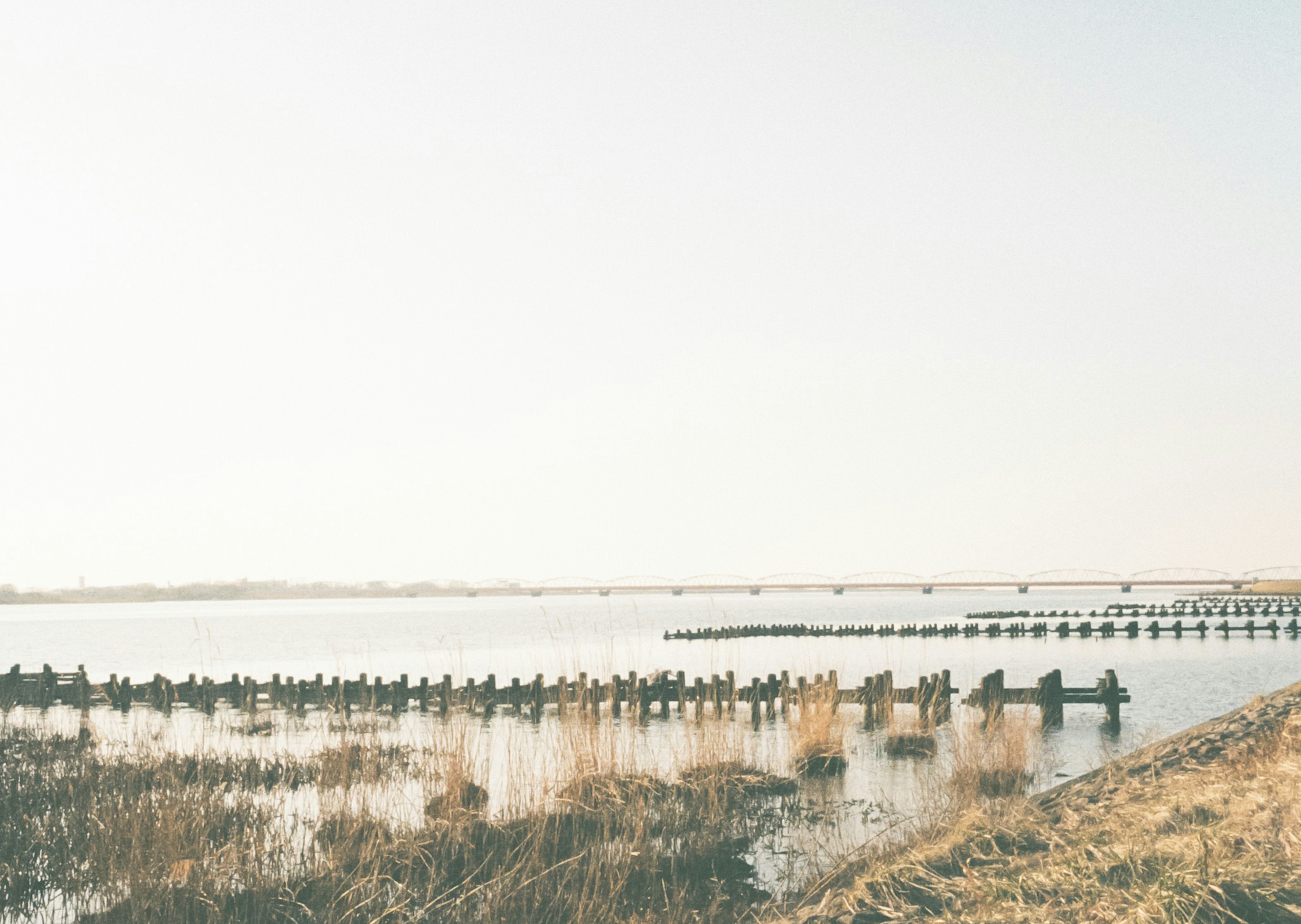 Serene landscape featuring calm water and boats floating among reeds