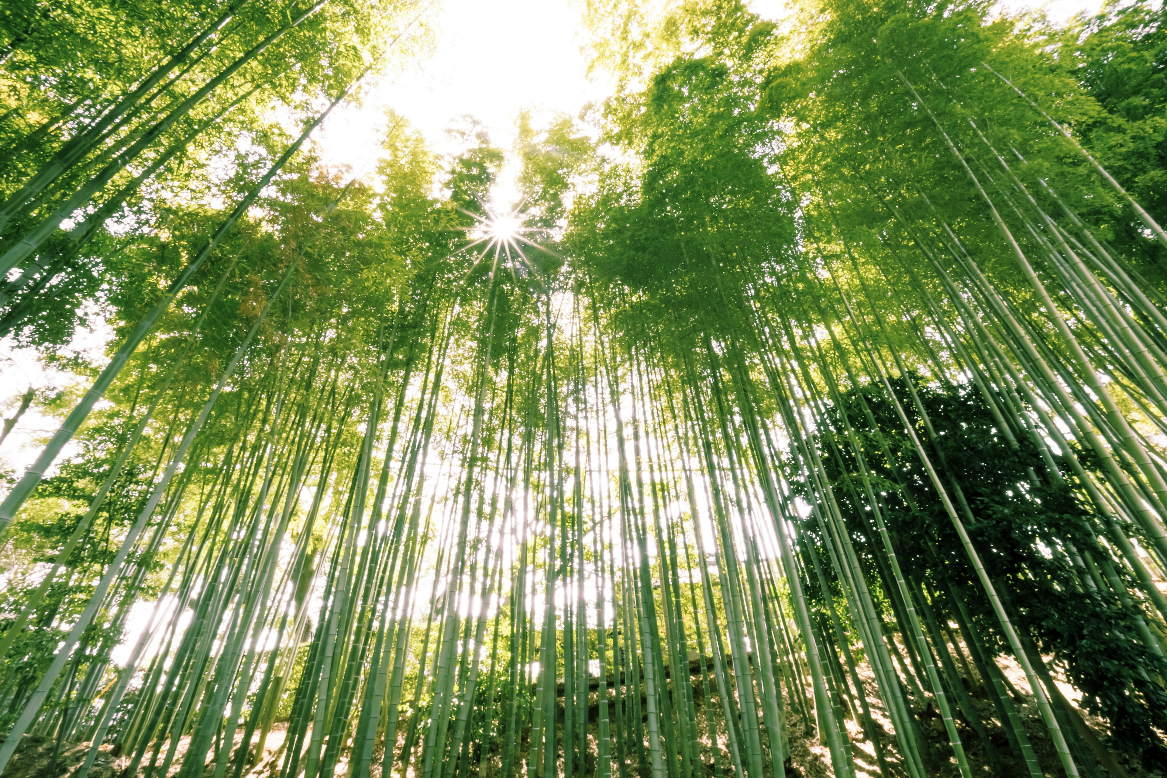 A photo looking up at a lush green bamboo forest with bright light filtering through