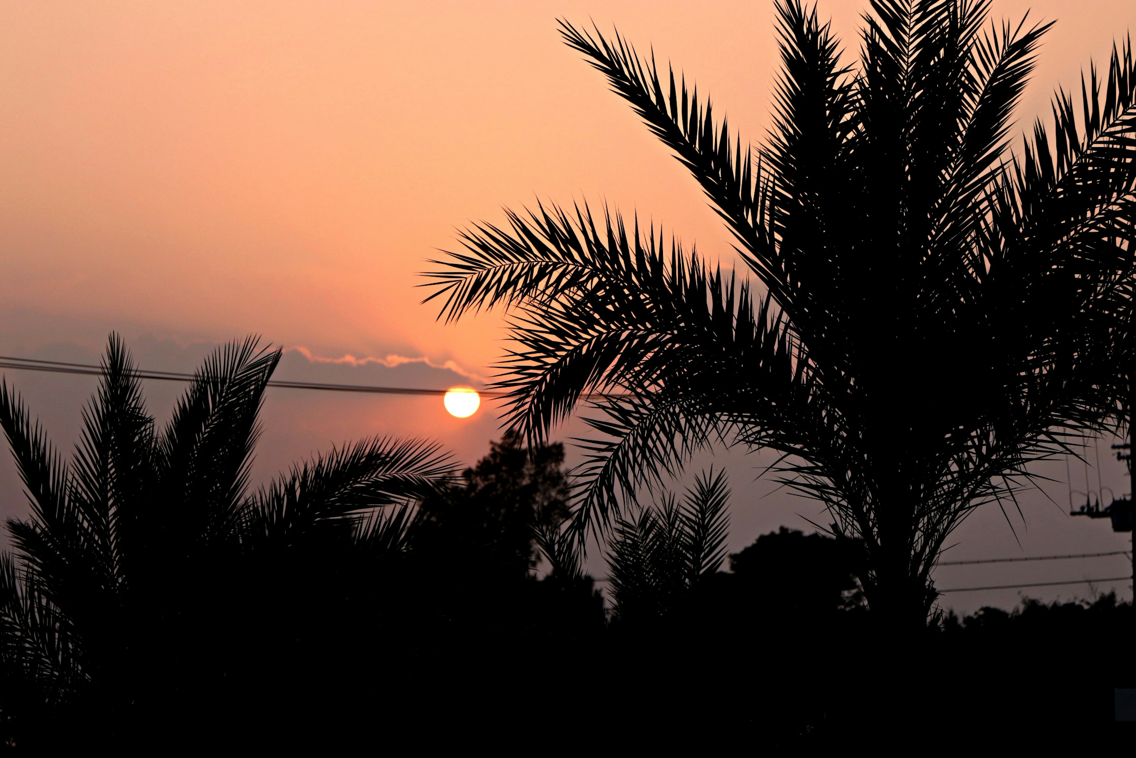 Silhouette von Palmen vor einem Sonnenuntergangshimmel