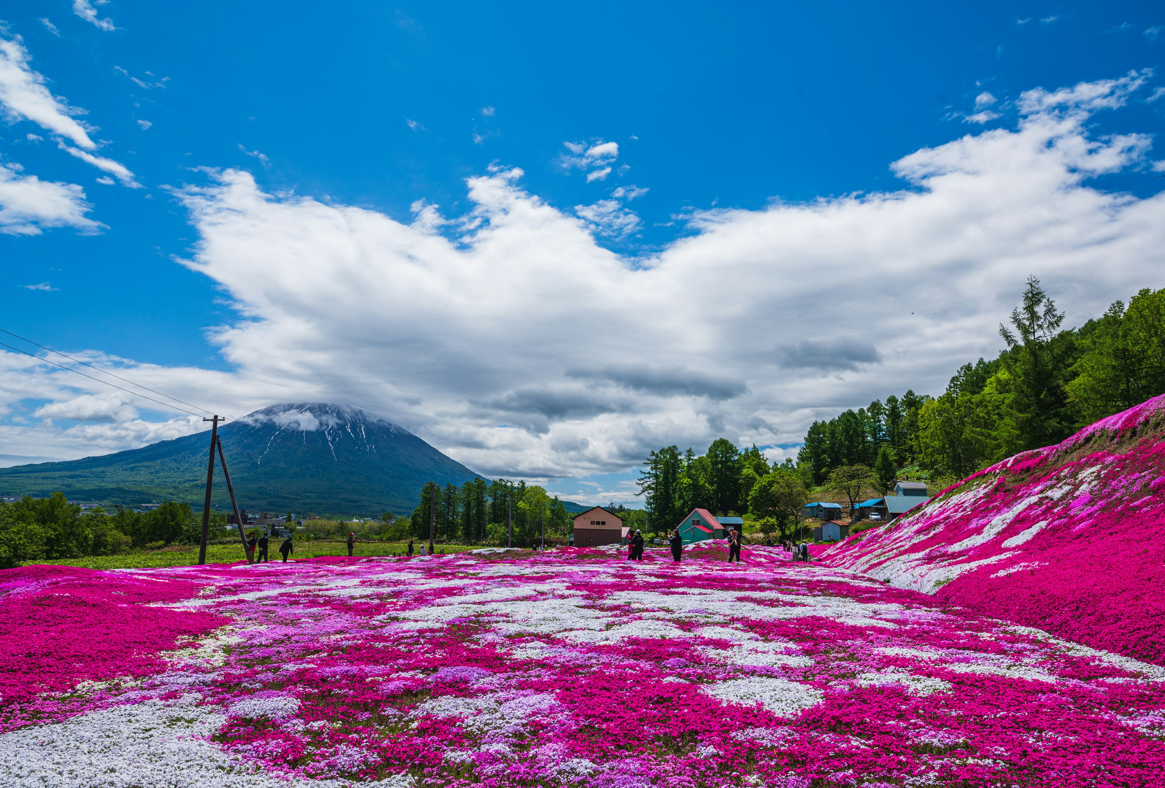 美しいピンクの花が咲き乱れる風景と青空の下にそびえる山