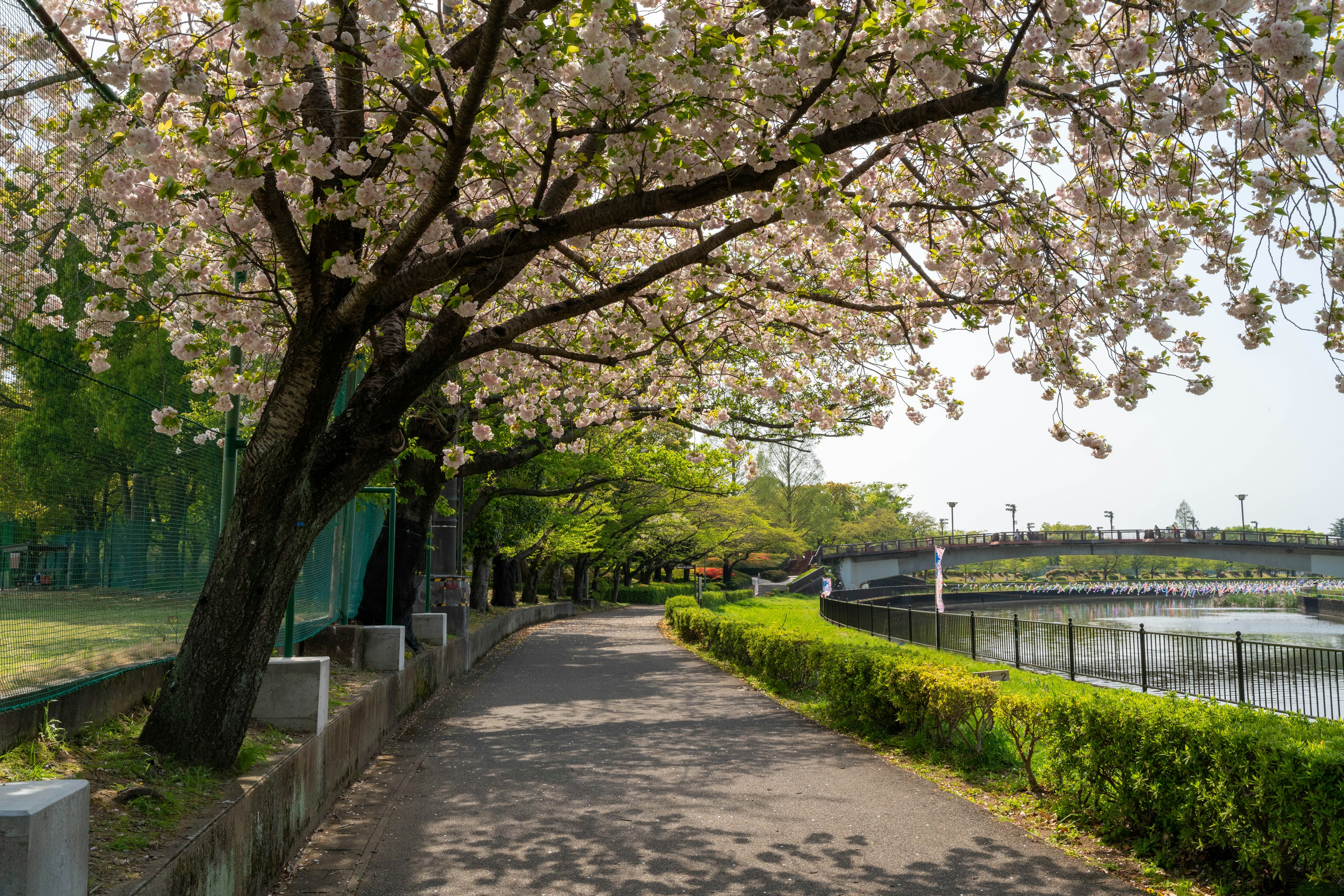 Sendero bordeado de cerezos en flor junto a un río