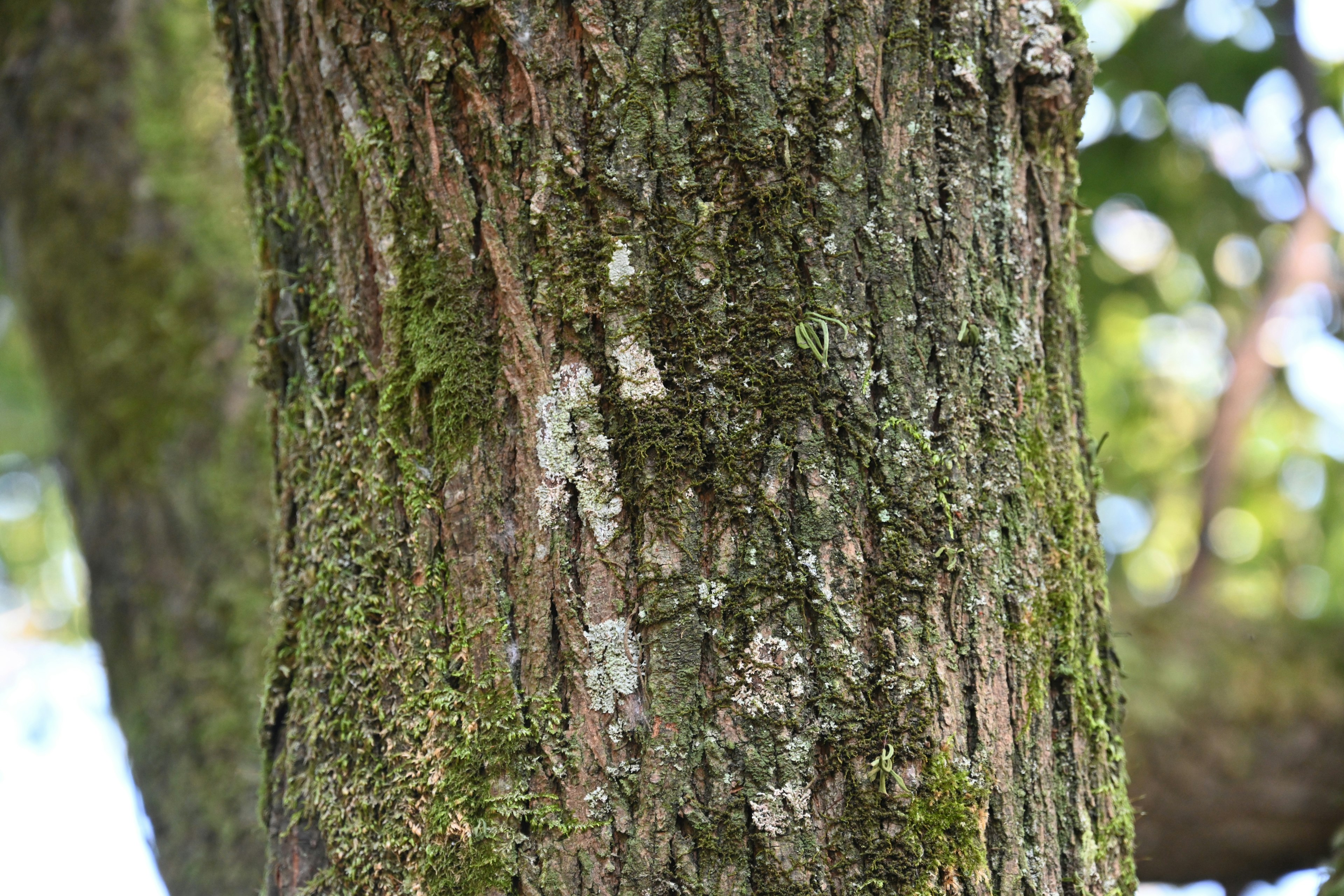 Primo piano della corteccia di un albero con muschio, texture naturale e dettagli