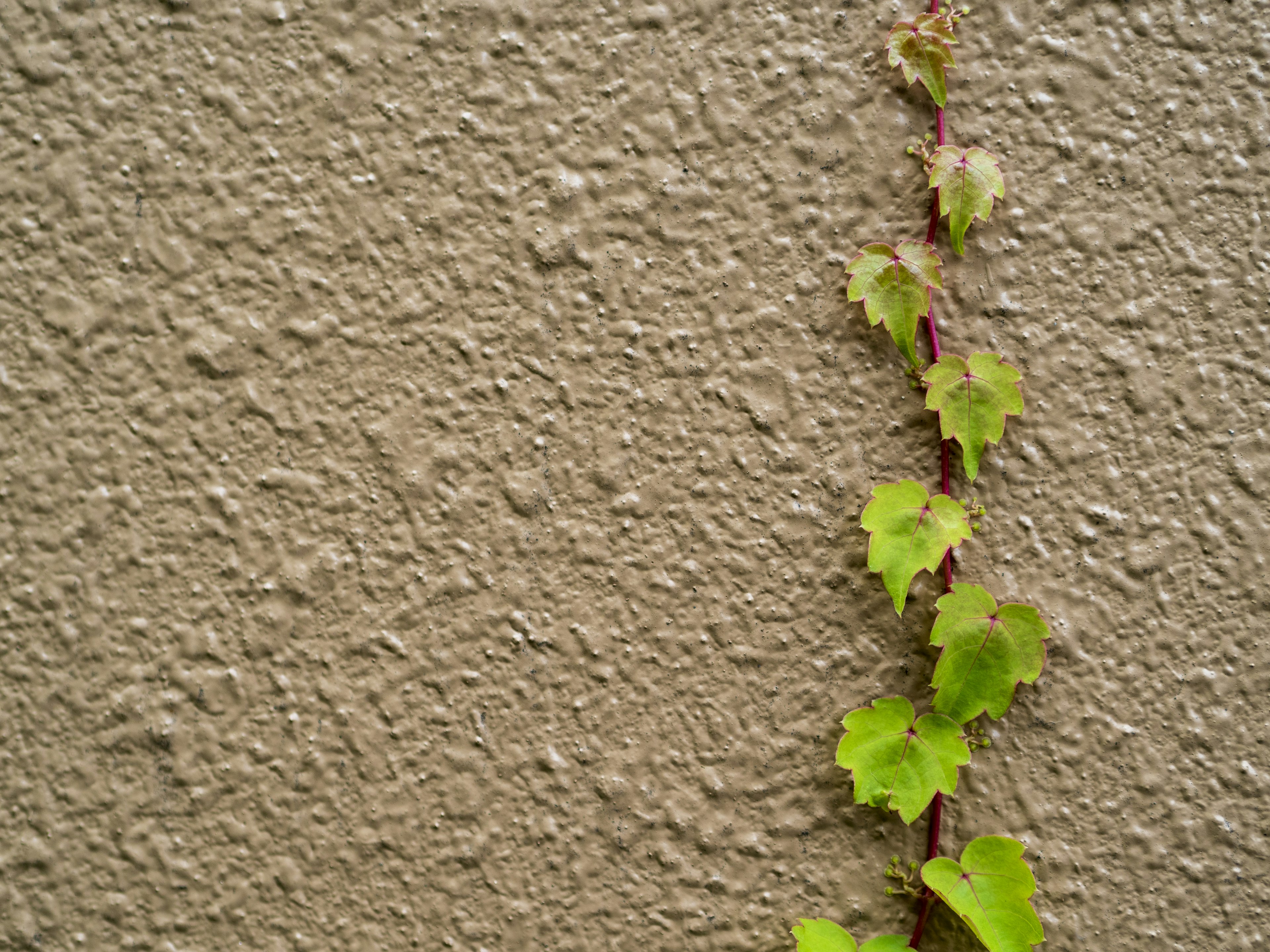 Una composición simple de hojas verdes trepando por una pared texturizada