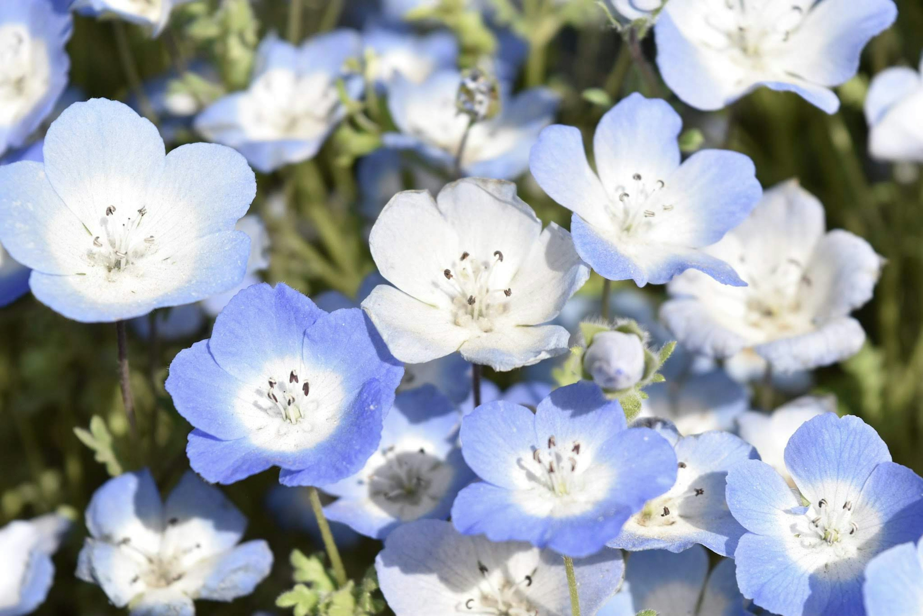 Un hermoso campo de flores azules y blancas que se mezclan