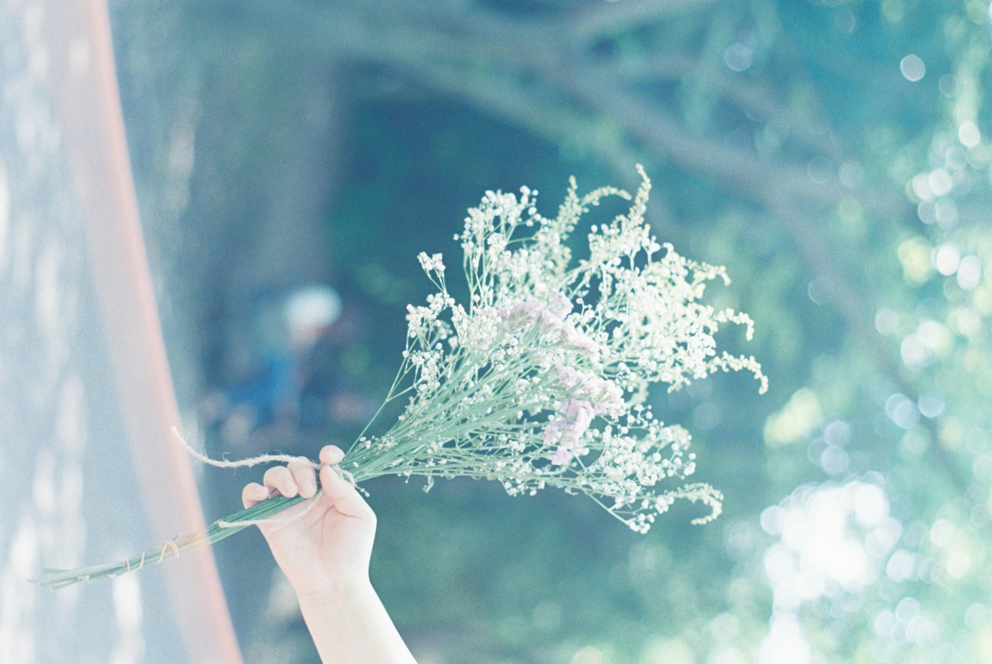 A hand holding a bouquet of small white flowers with a blurred background