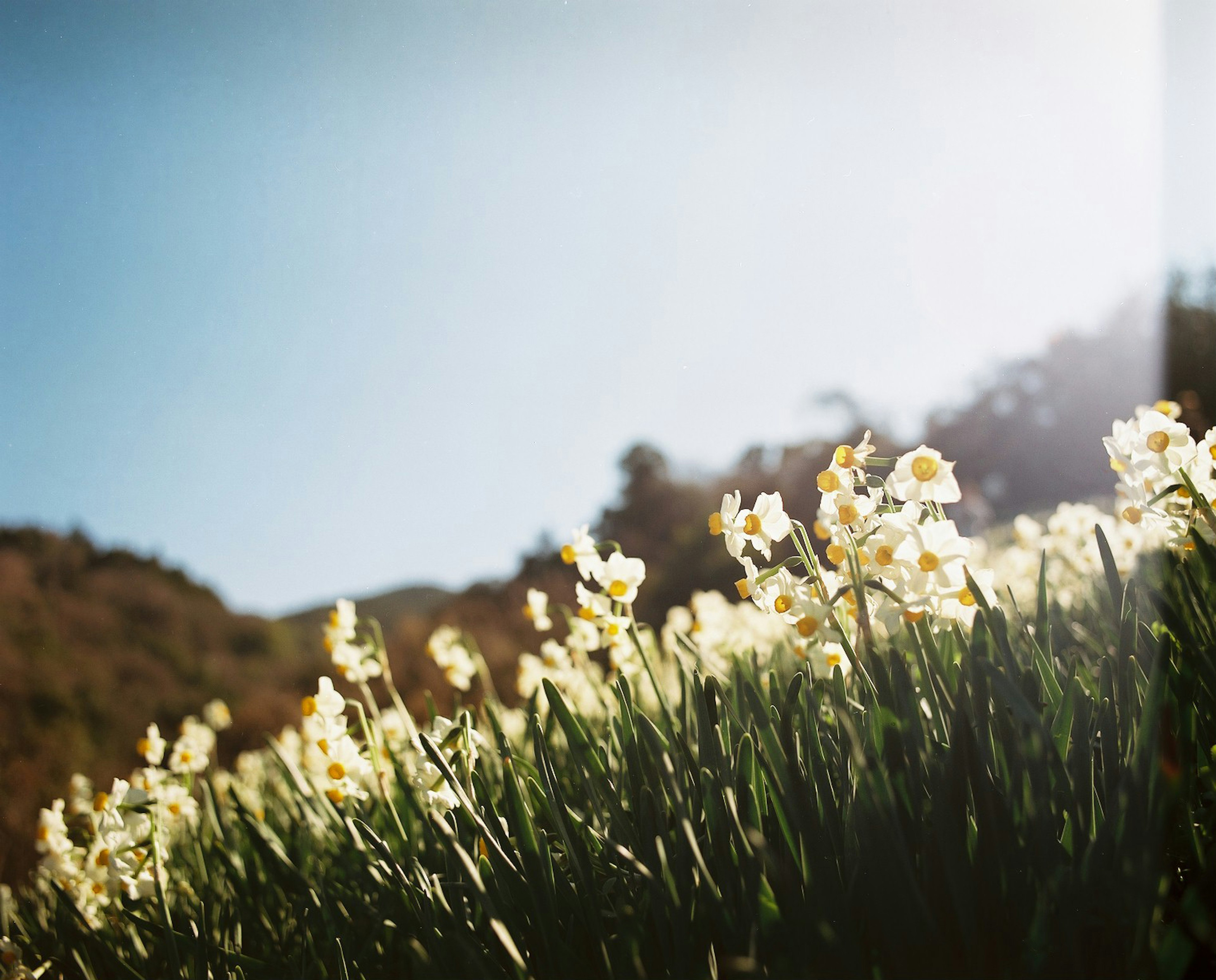 A field of yellow flowers under a clear blue sky with green grass