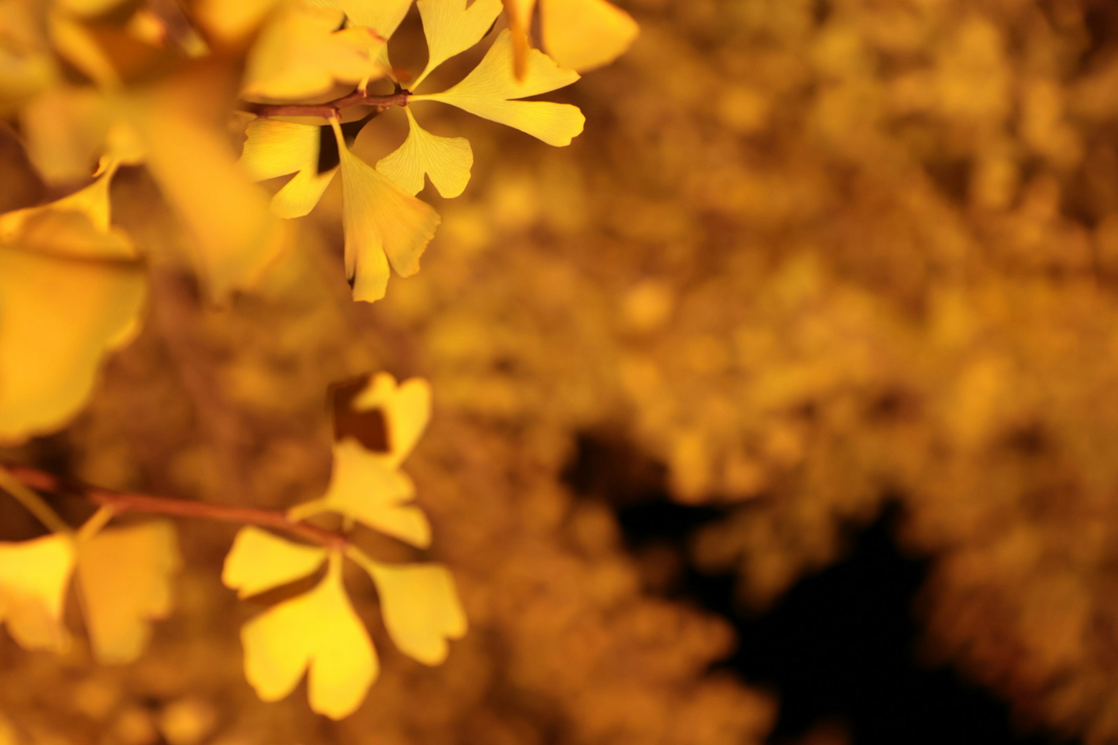 Goldene Blätter leuchten vor einem verschwommenen Hintergrund