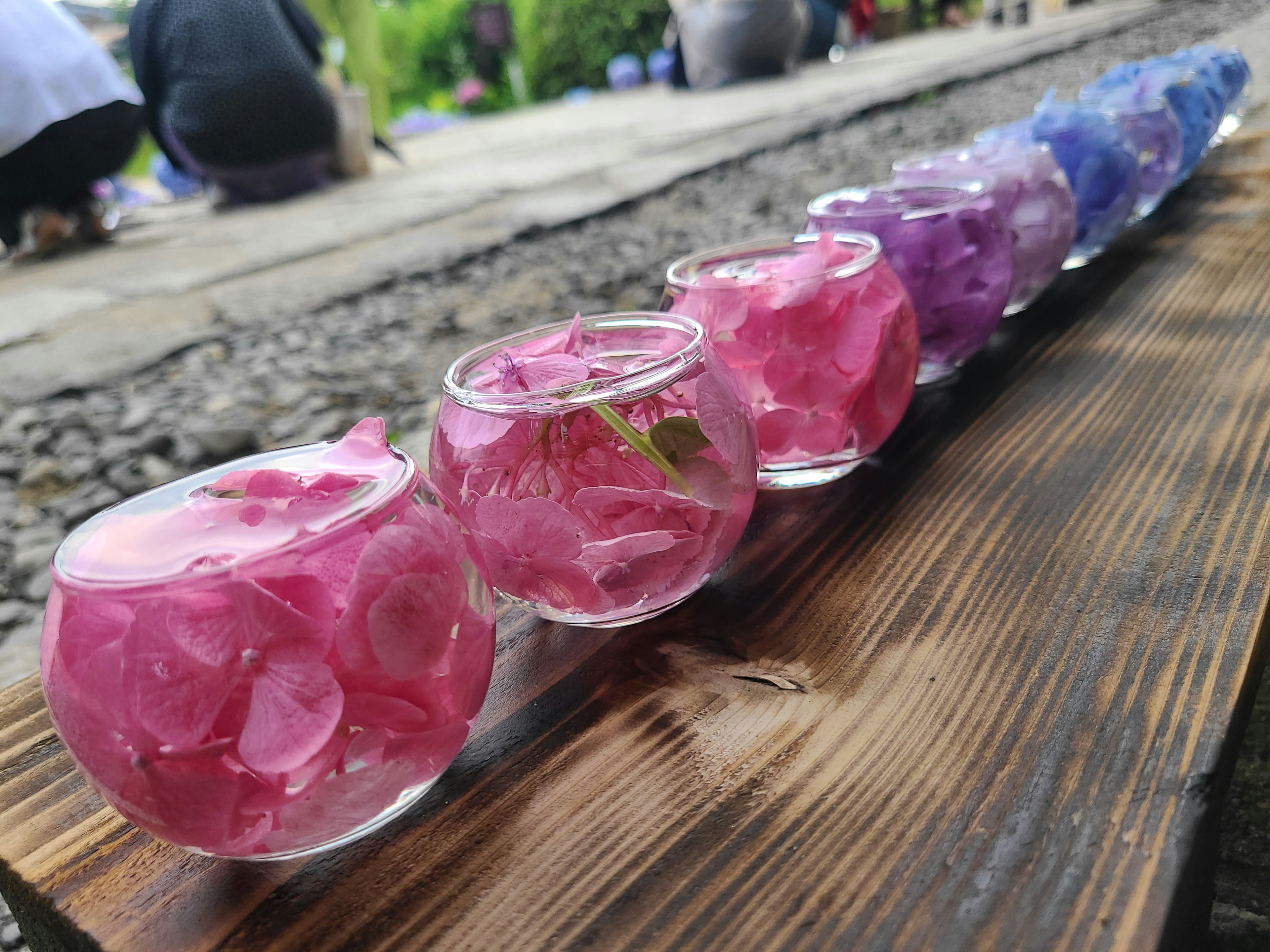 Petal-petal bunga berwarna-warni dalam mangkuk kaca kecil disusun dalam barisan