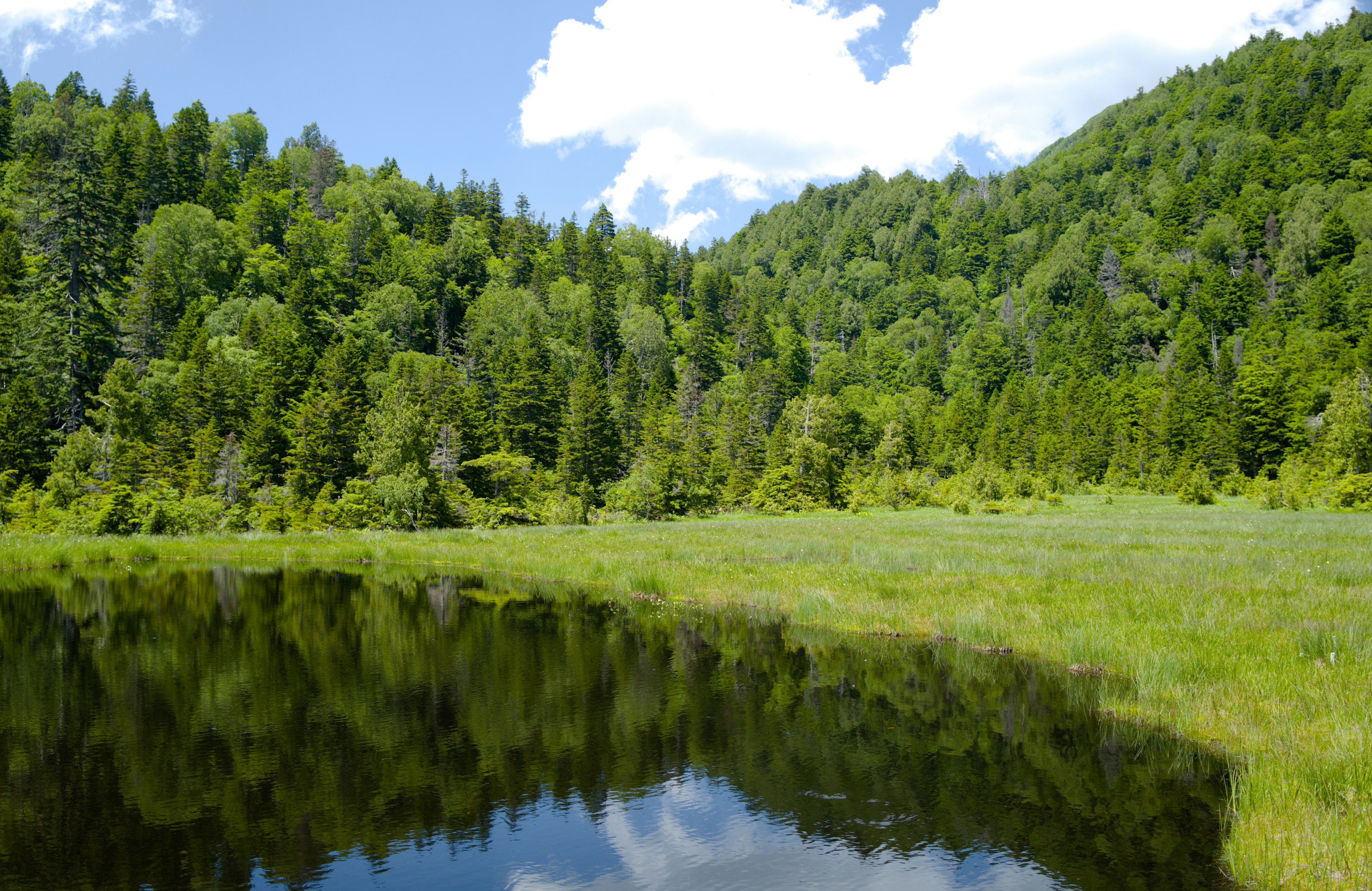 Lush forest landscape with a tranquil lake