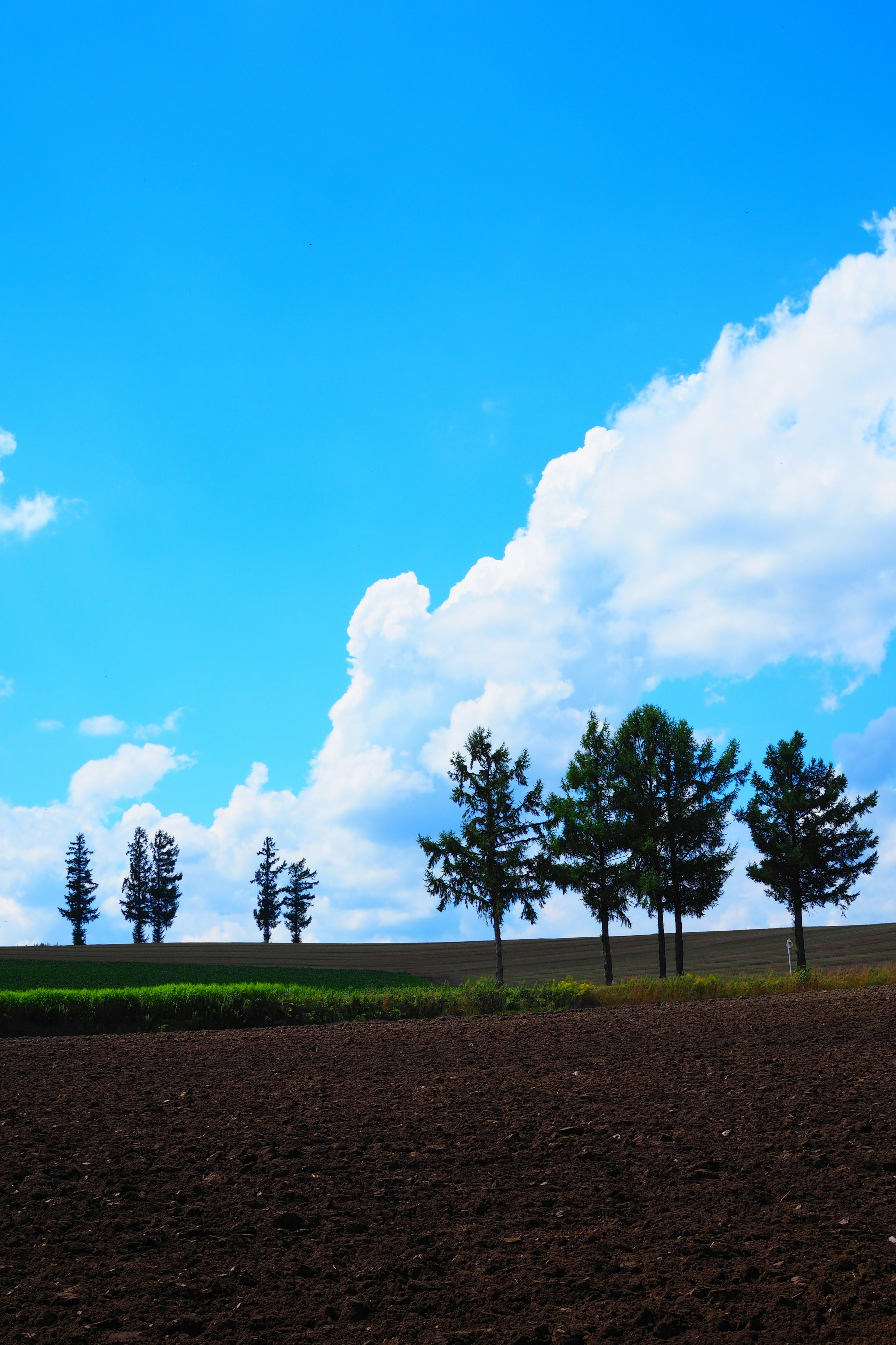 Landschaft mit Bäumen unter einem blauen Himmel und weißen Wolken mit dunklem Boden