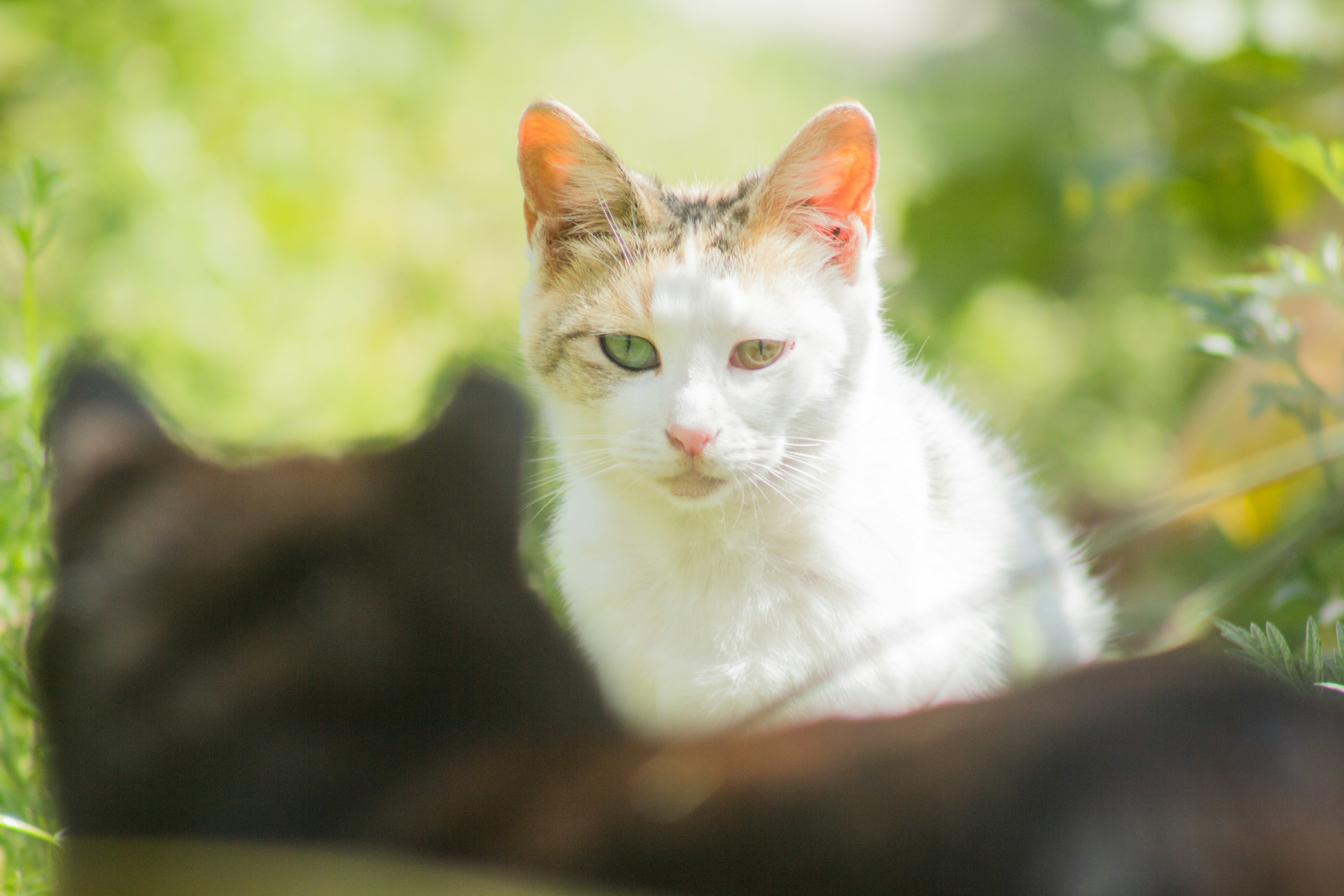 白い猫と黒い猫が草の中にいる画像