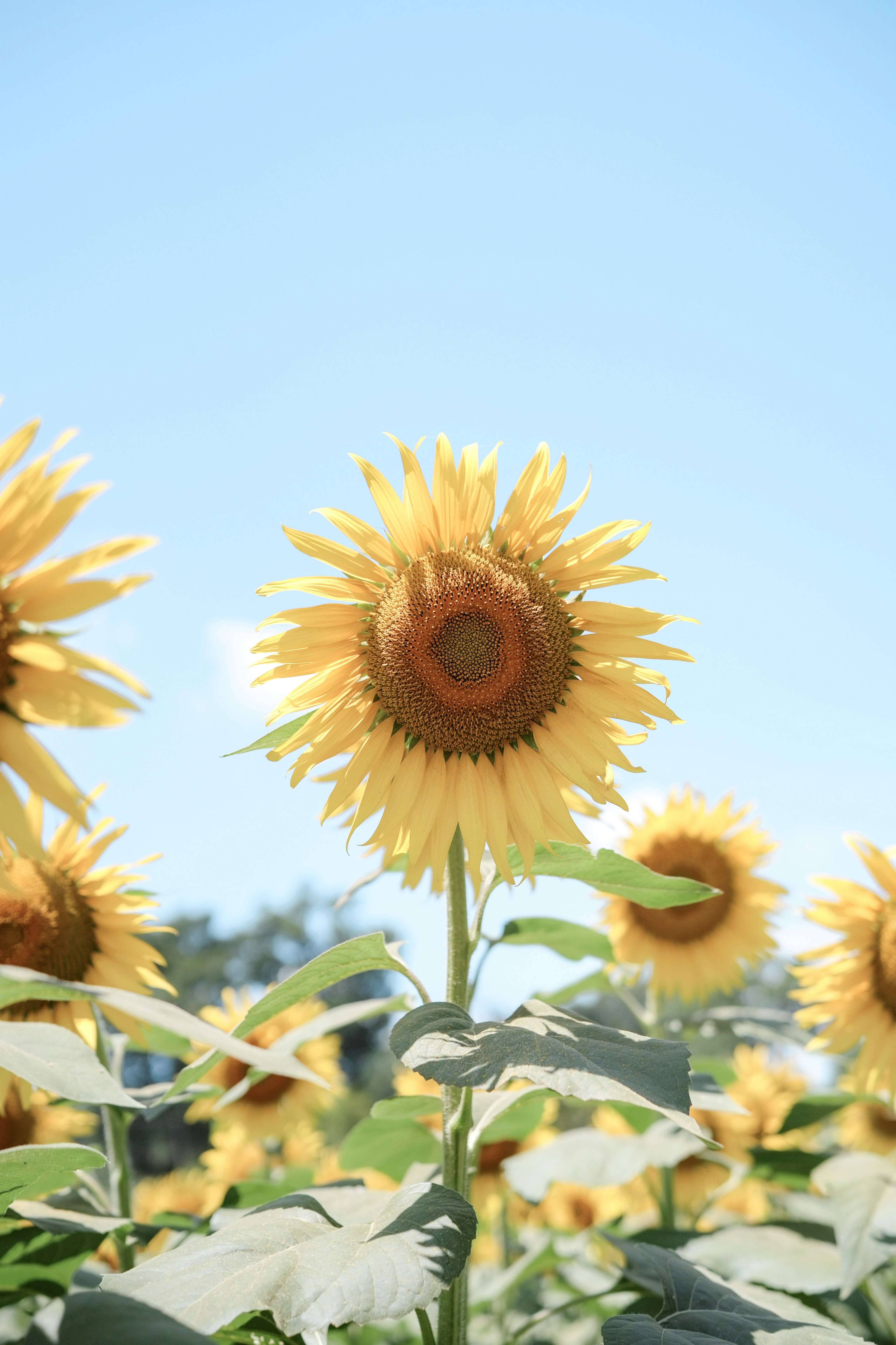 Sonnenblumen blühen auf einem Feld unter einem hellblauen Himmel