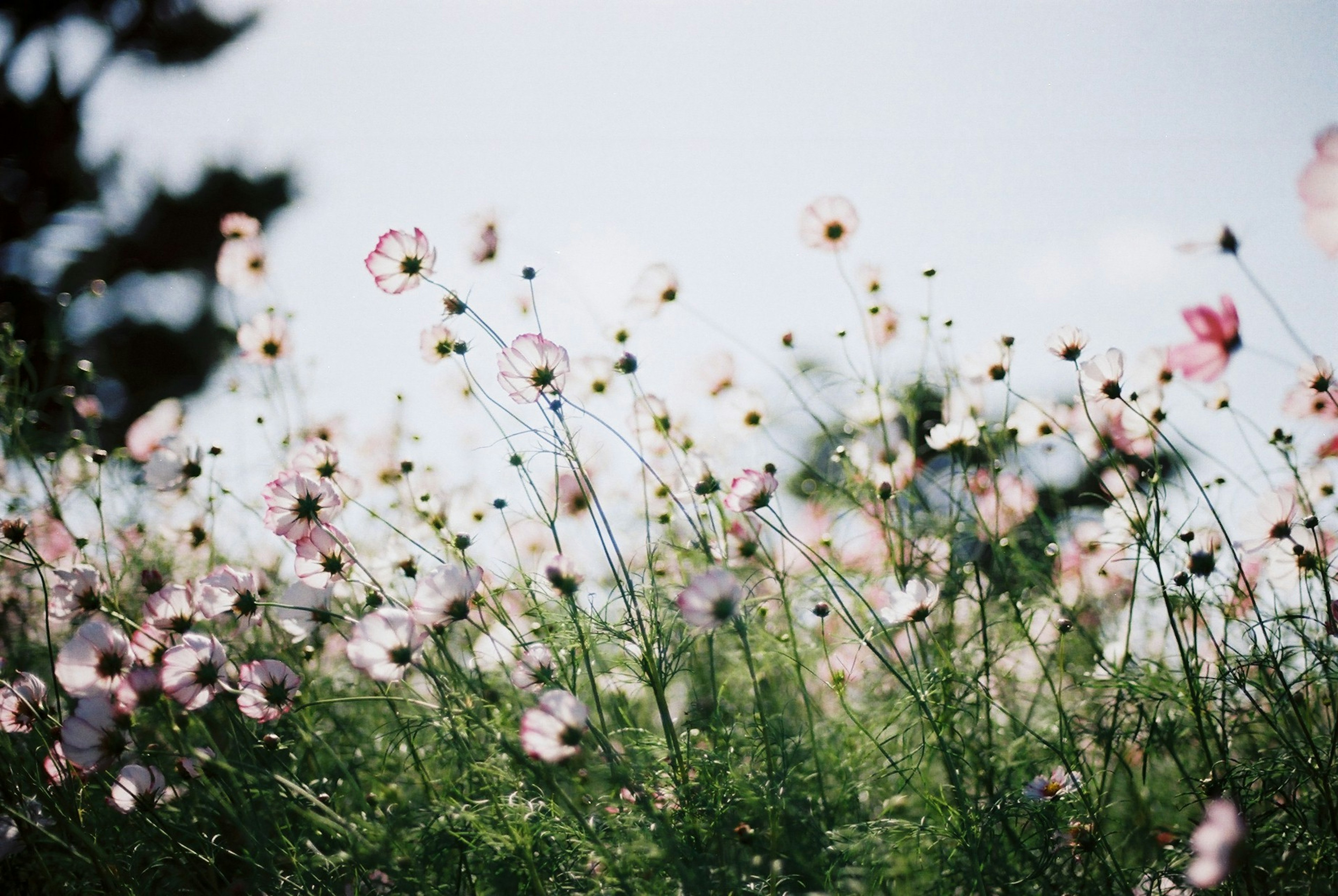 Colorful flowers and green grass under a blue sky