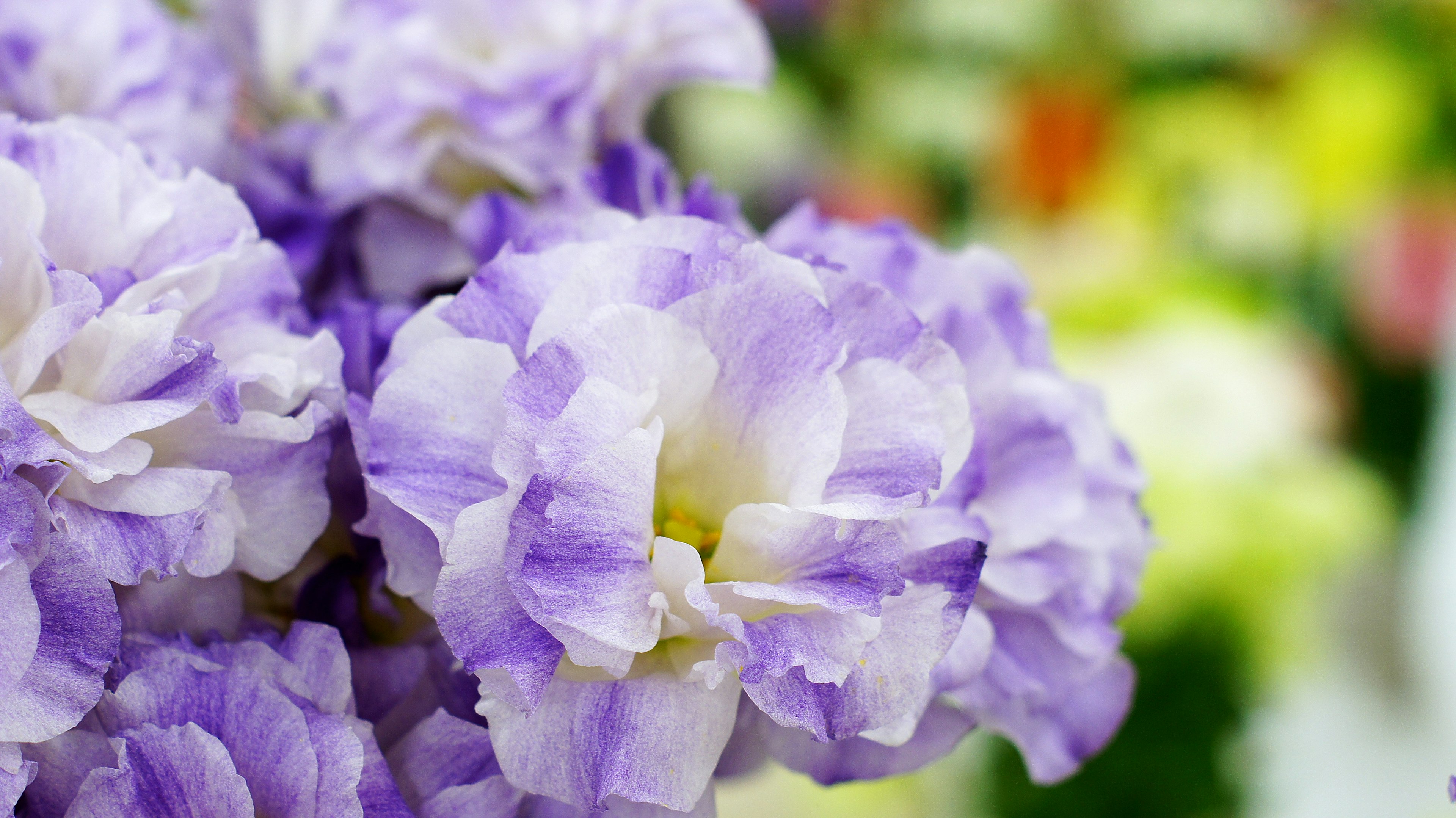 Close-up of purple and white flowers with a blurred background of colorful blooms