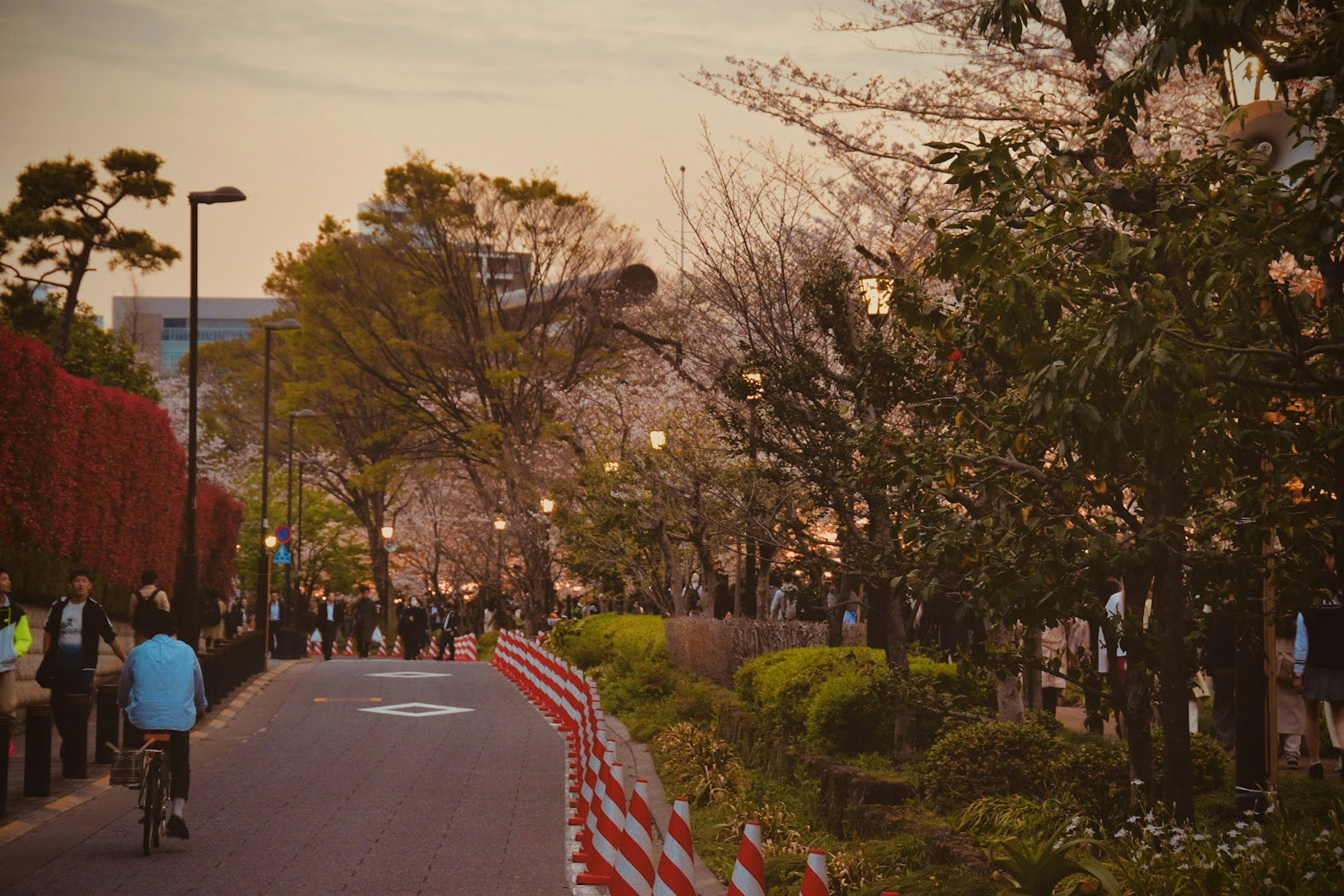 夕暮れの公園で桜の花が咲く中を散歩する人々