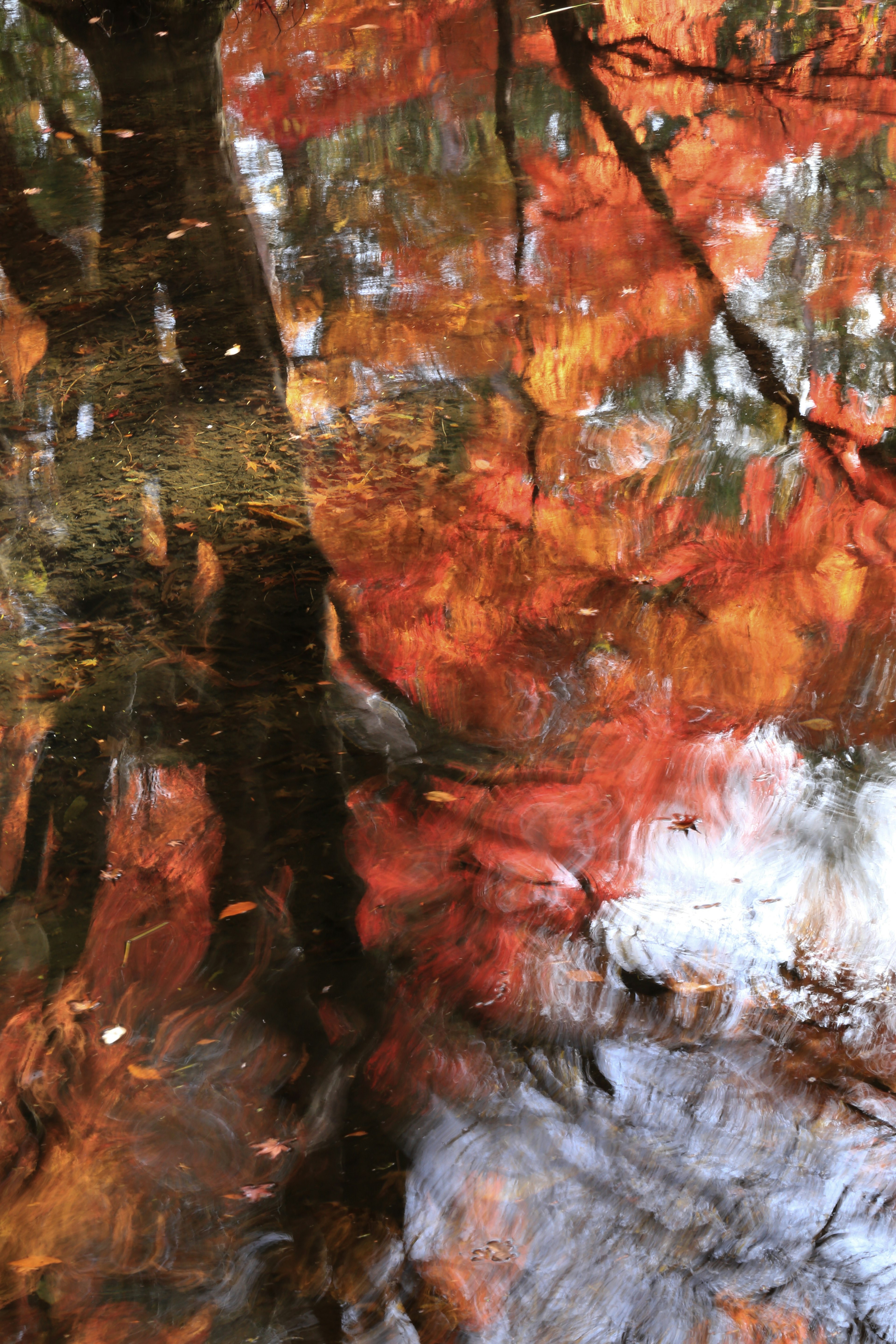 Reflejos de follaje otoñal en el agua con colores vibrantes y patrones de árboles