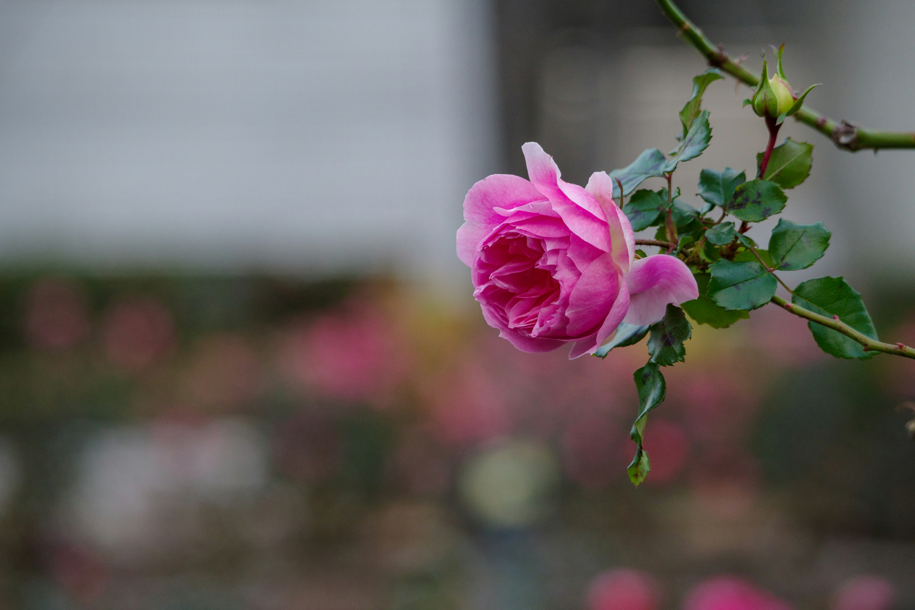 Sebuah mawar pink yang indah mekar dengan daun hijau