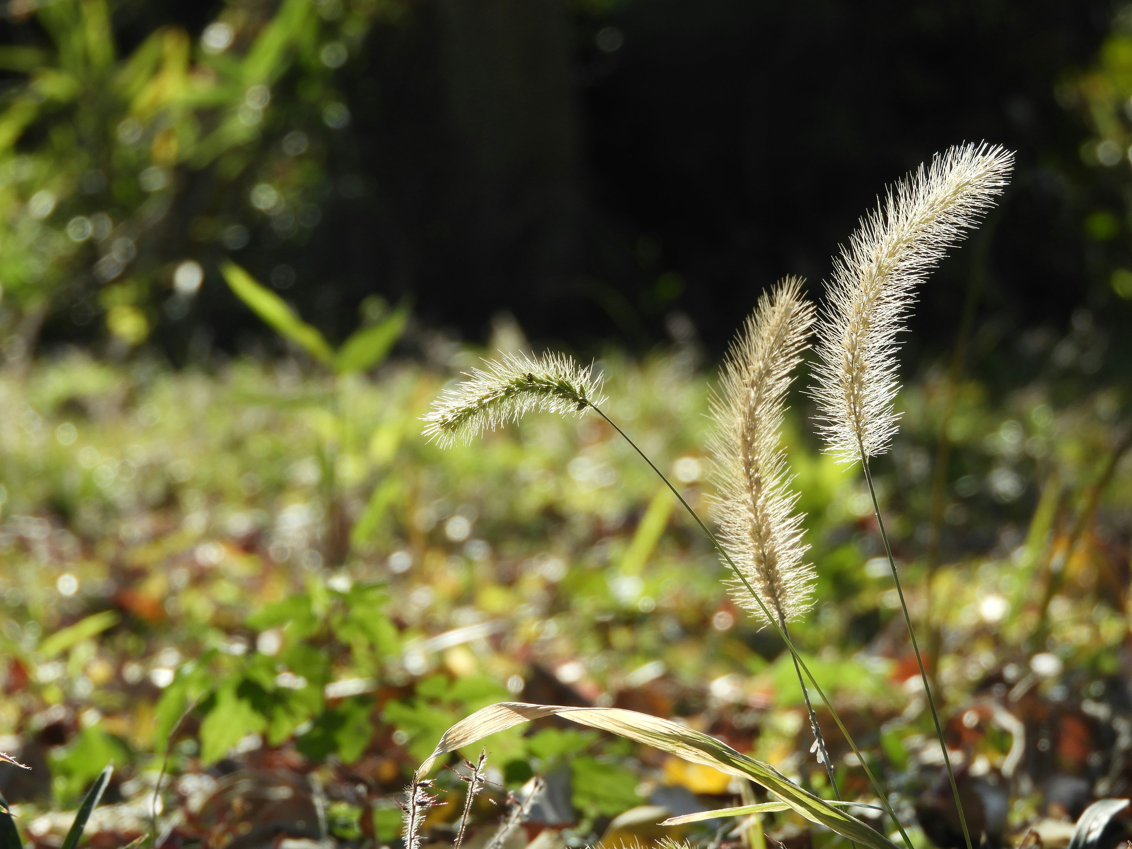 White grass spikes with green foliage background