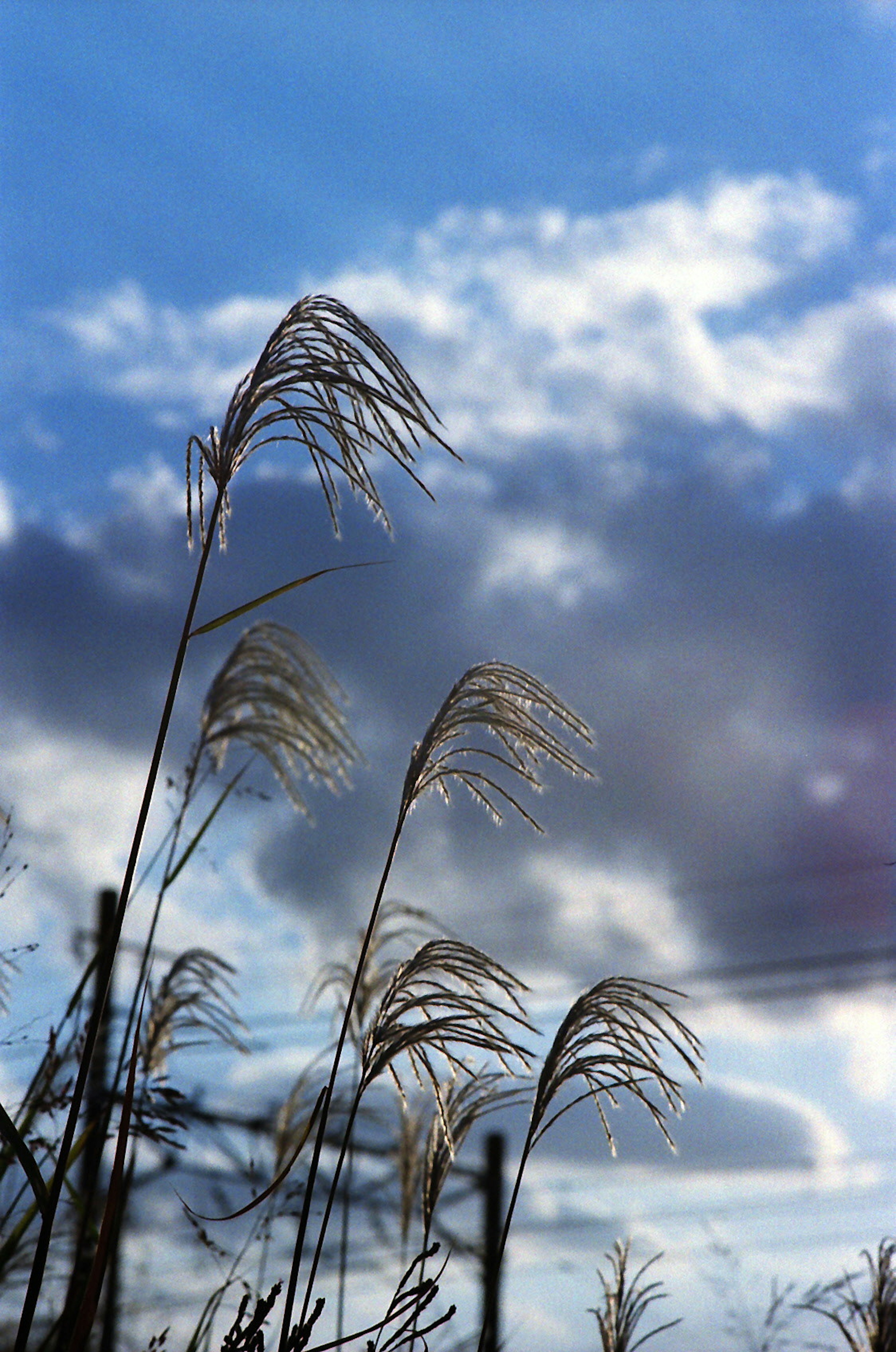 Tall grass swaying under a blue sky with clouds