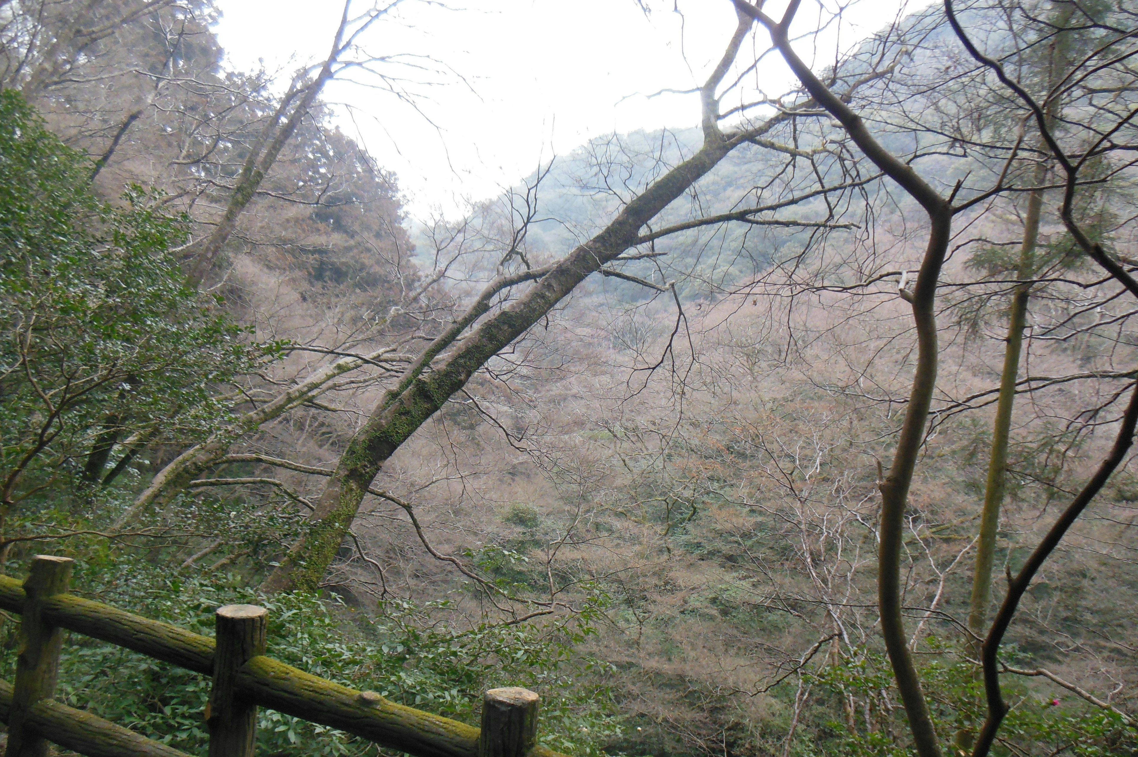 木々の間に見える山の風景と柵のある道