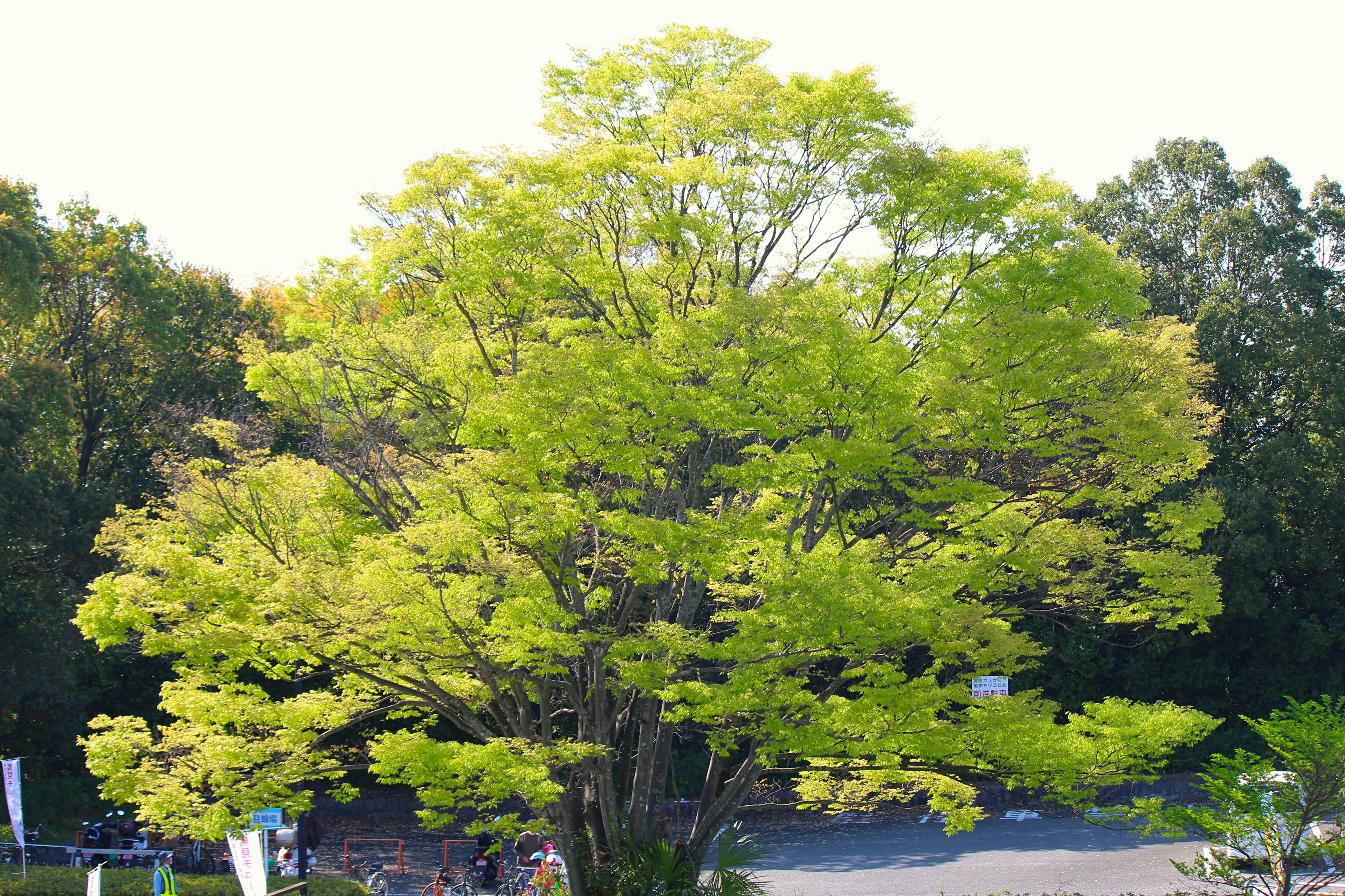 Large tree with vibrant green leaves in a natural setting