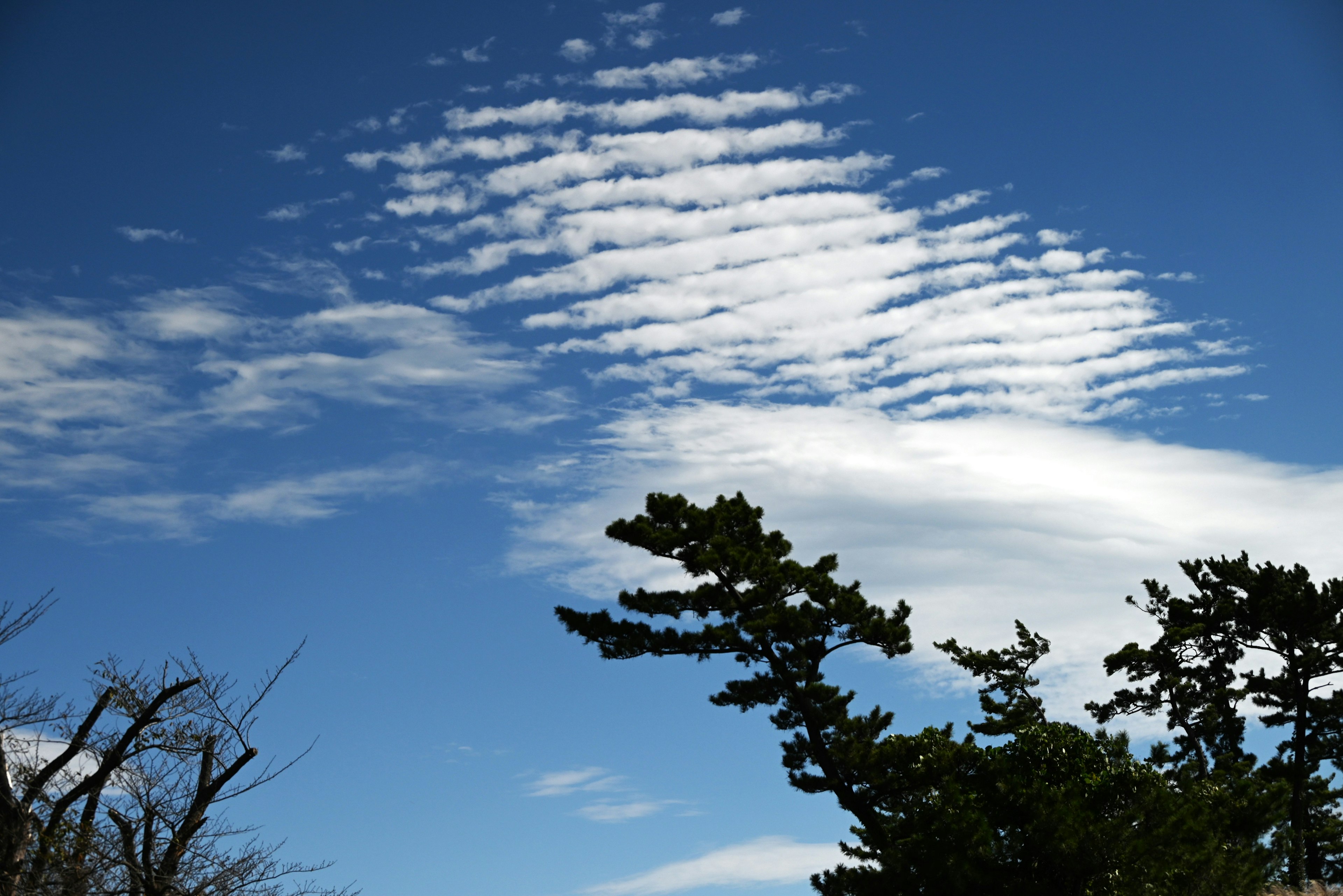 Silhouette d'arbres contre un ciel bleu avec des nuages en motifs