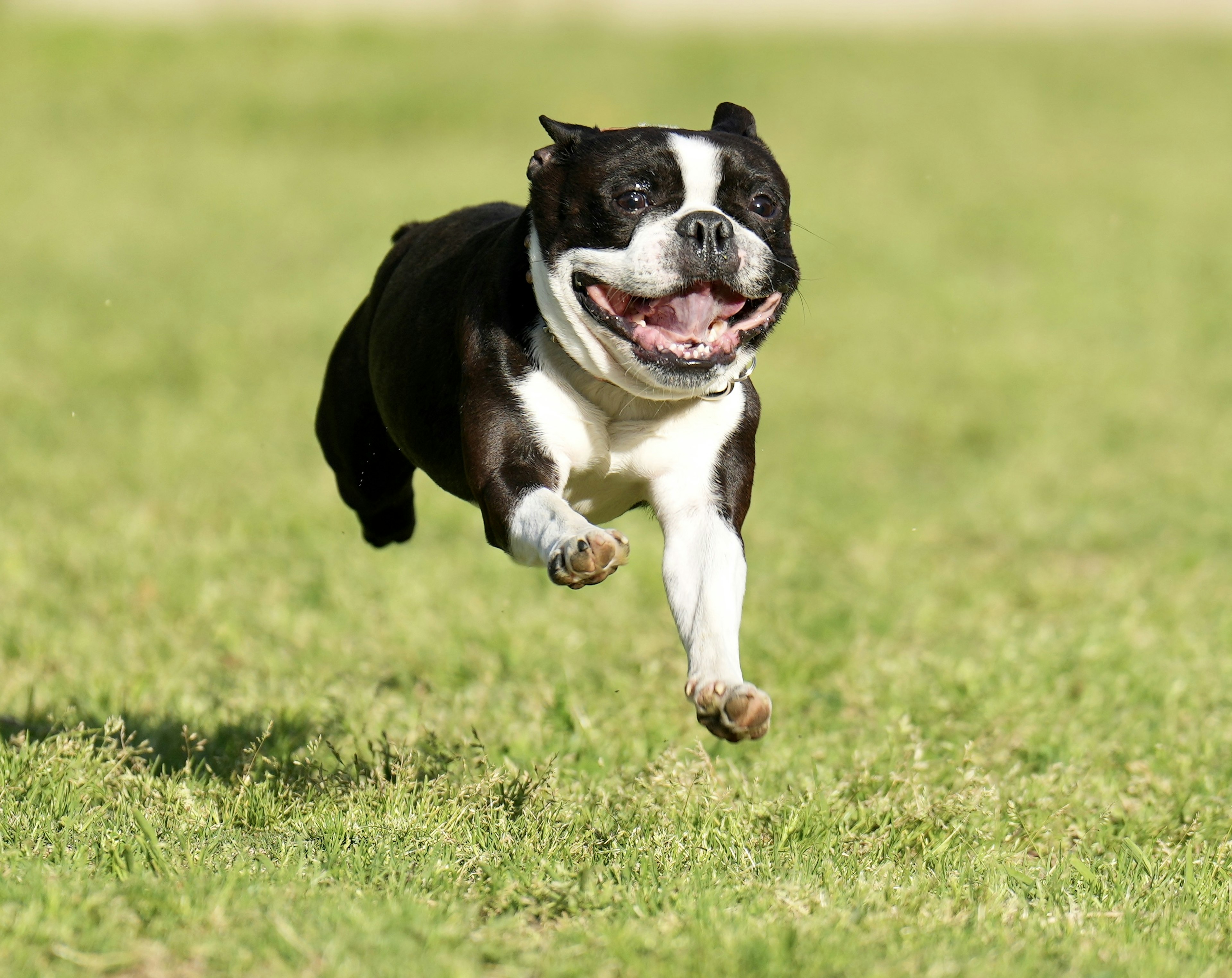 Seekor anjing Boston Terrier berlari dengan ceria di padang rumput