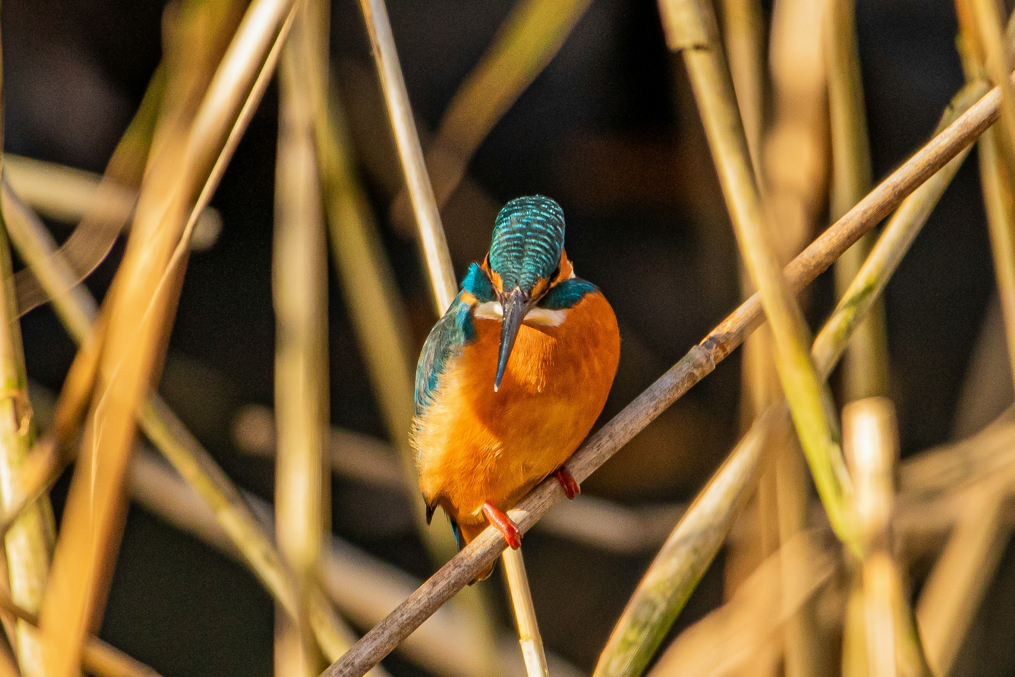 A vibrant kingfisher perched on a thin branch