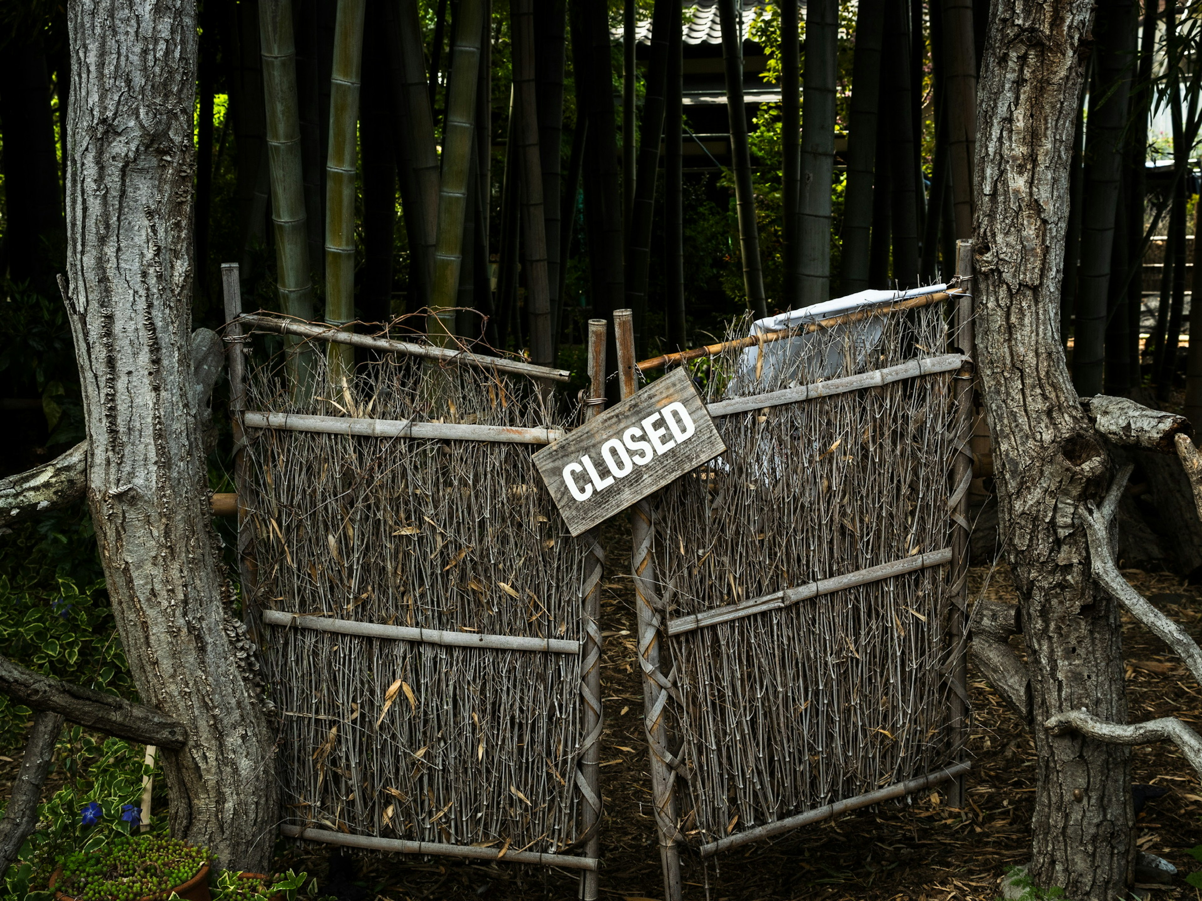 Cancello di legno chiuso circondato da alberi di bambù