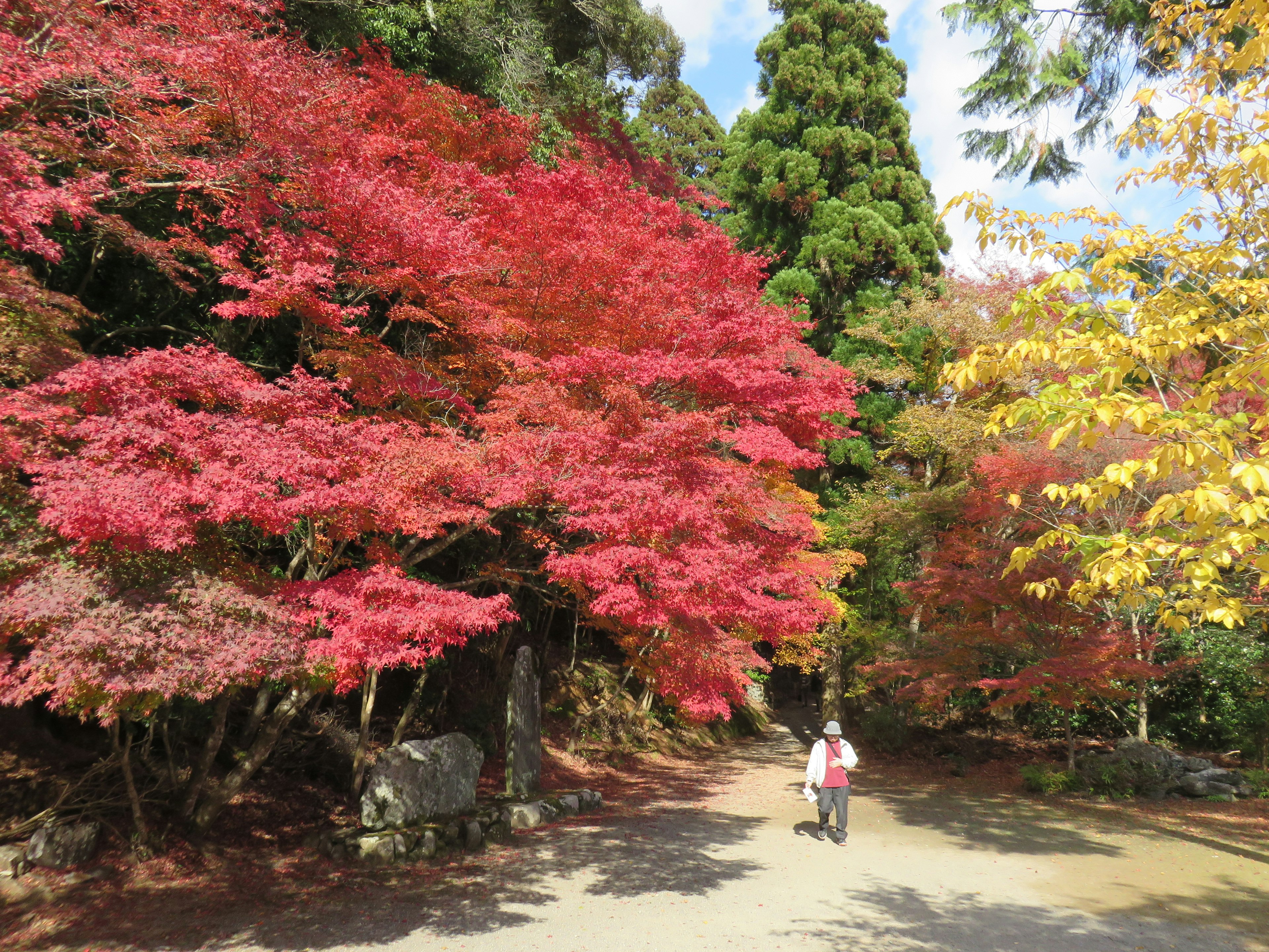 秋の紅葉が美しい公園の風景歩く人と色とりどりの木々