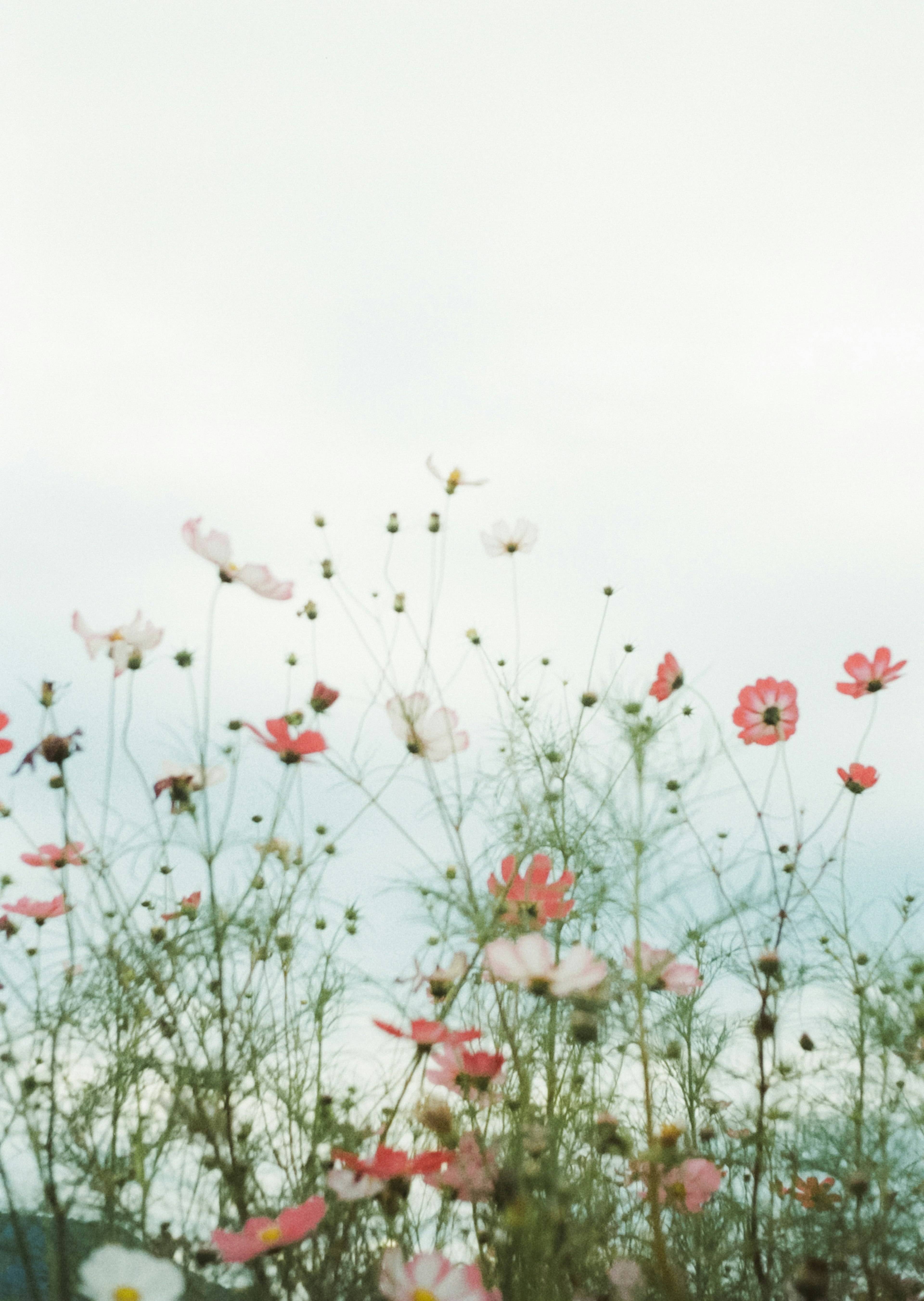 Flores delicadas en colores suaves balanceándose contra un cielo pálido