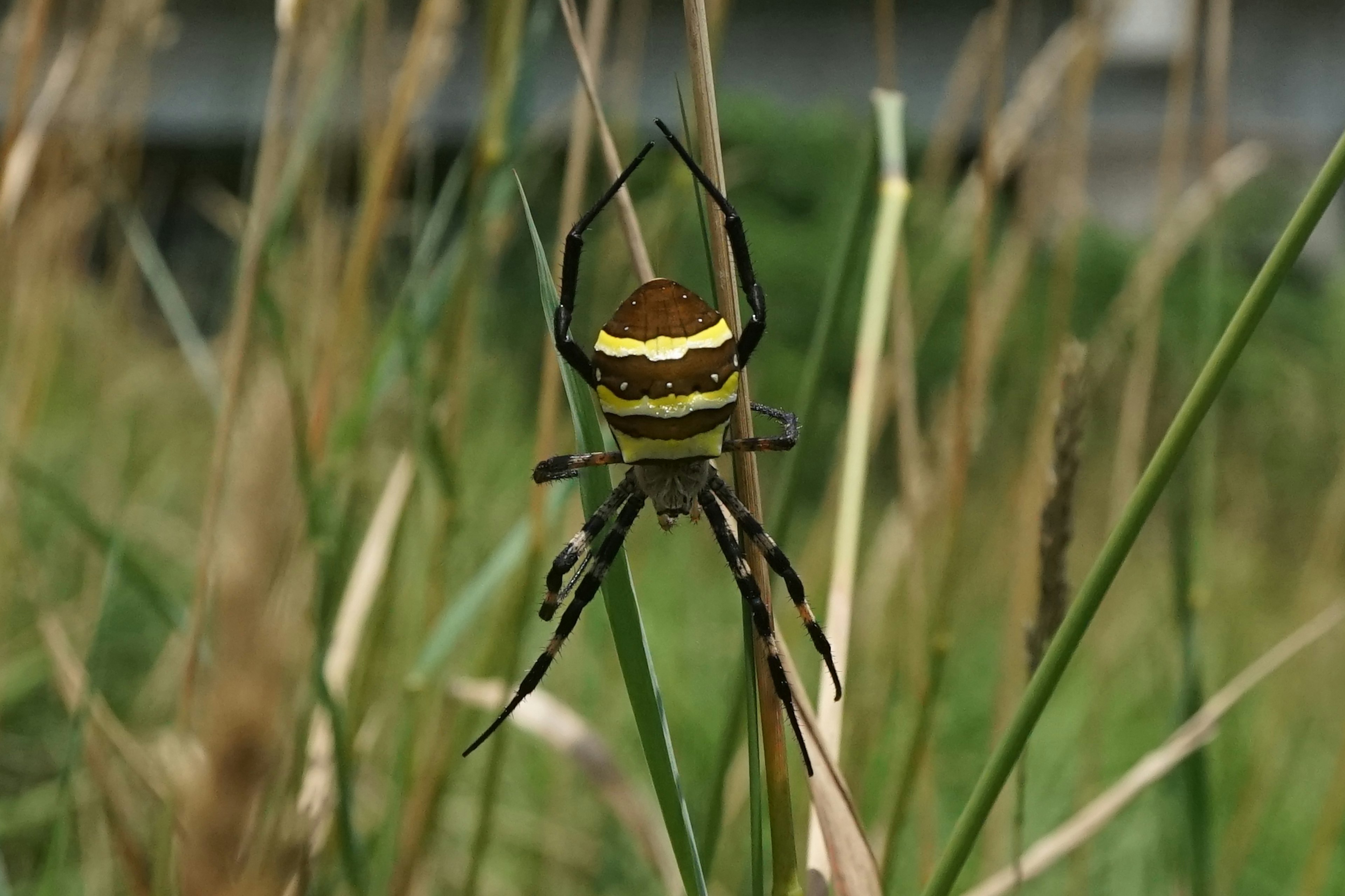 Eine Spinne mit gelben und schwarzen Streifen befindet sich im hohen Gras