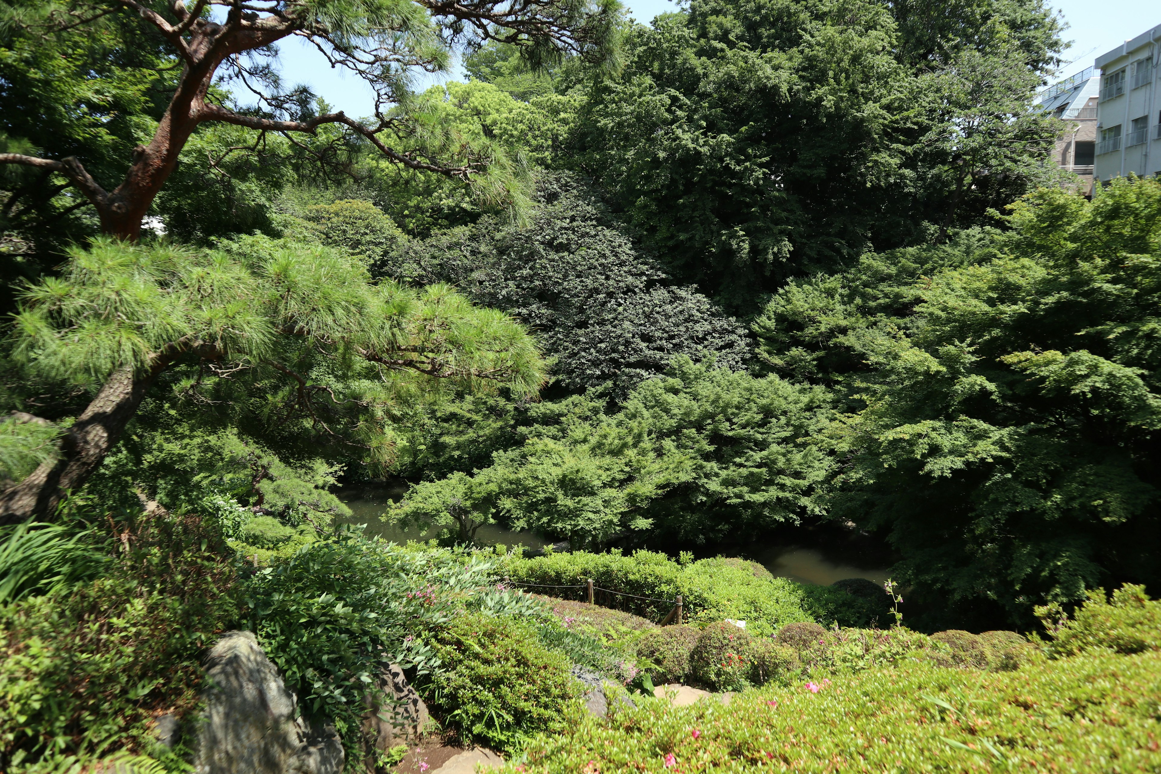 Paesaggio di giardino lussureggiante con vari alberi e arbusti