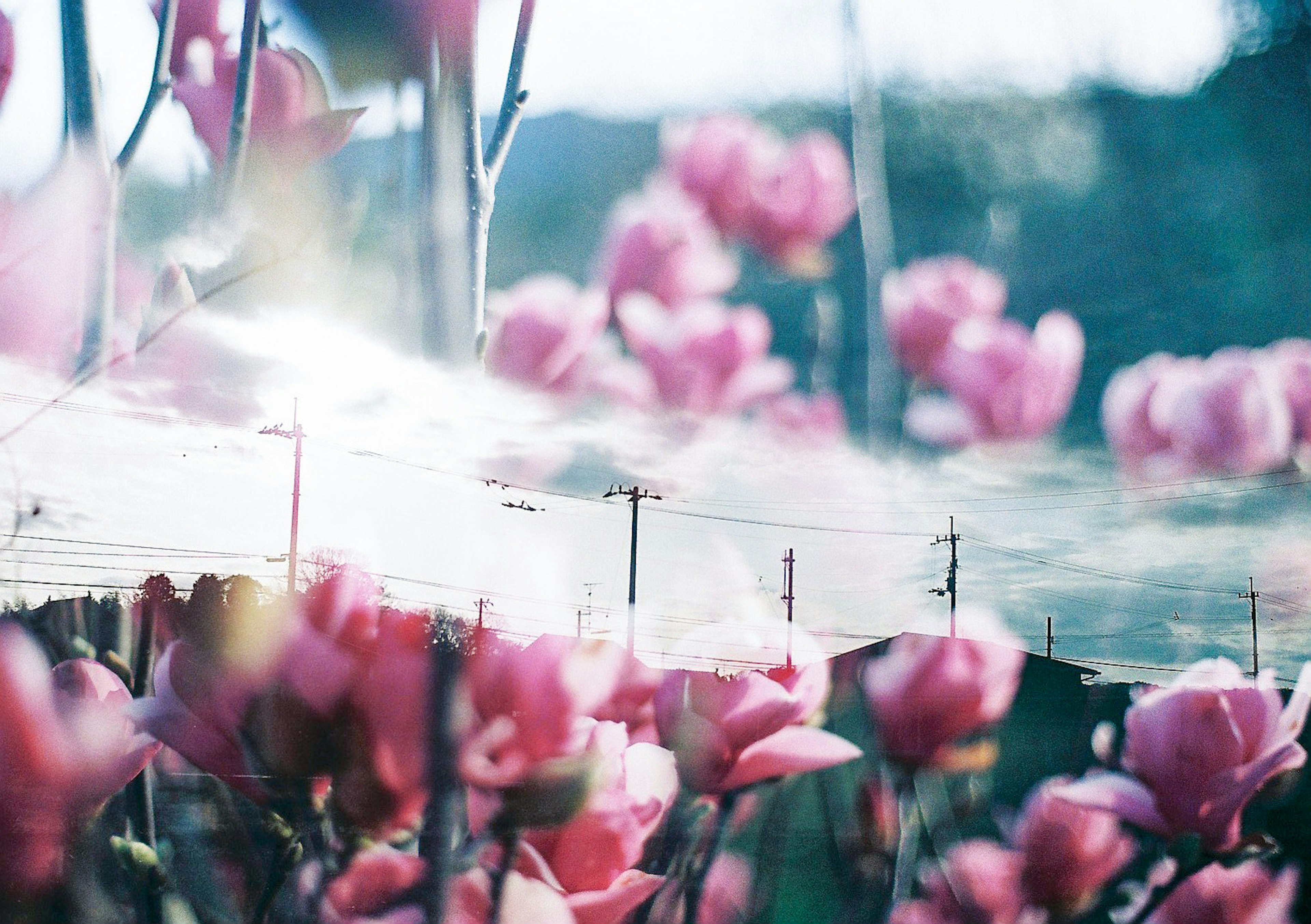 Zarte rosa Blumen im Weichzeichner mit malerischem Hintergrund