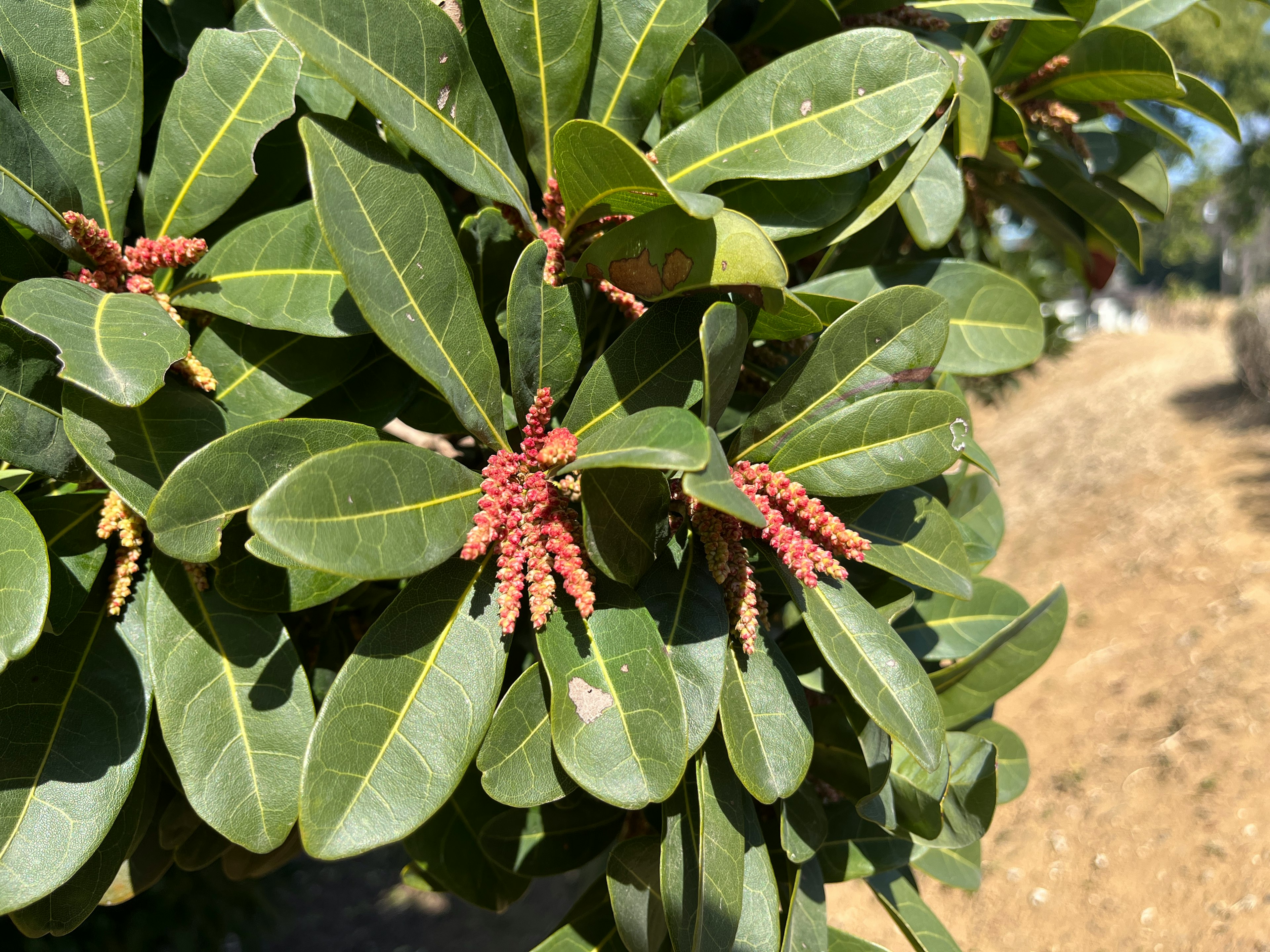 緑色の葉と赤い花序を持つ植物のクローズアップ