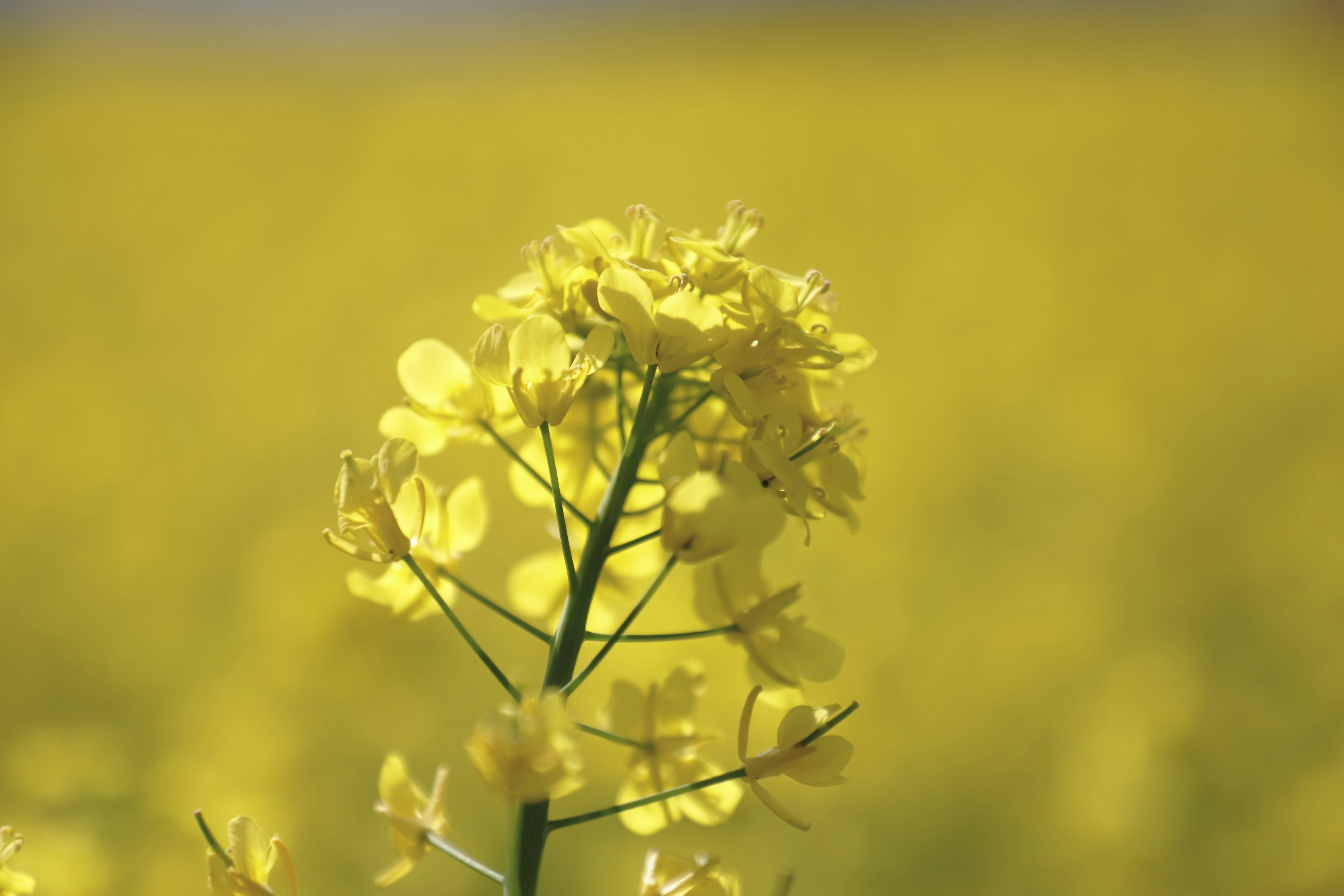 黄色い菜の花のクローズアップが広がる背景に映える