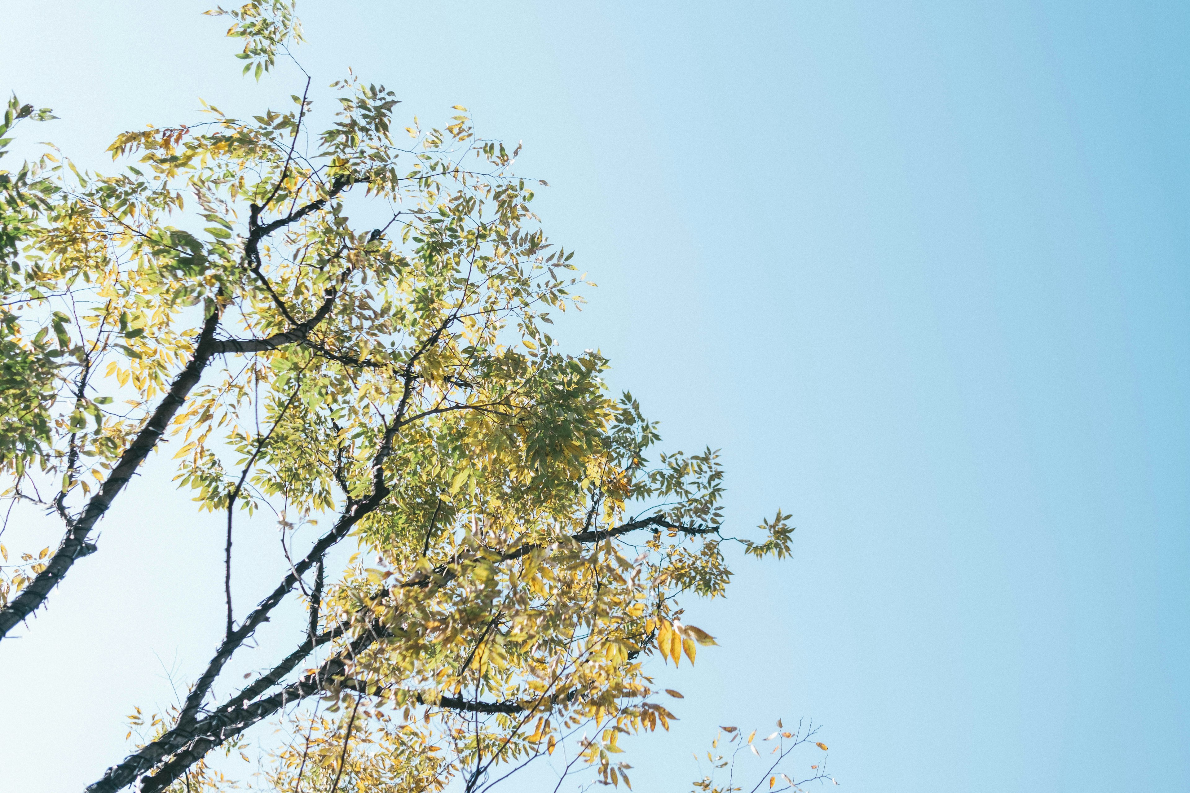 Árbol con hojas verdes y amarillas contra un cielo azul